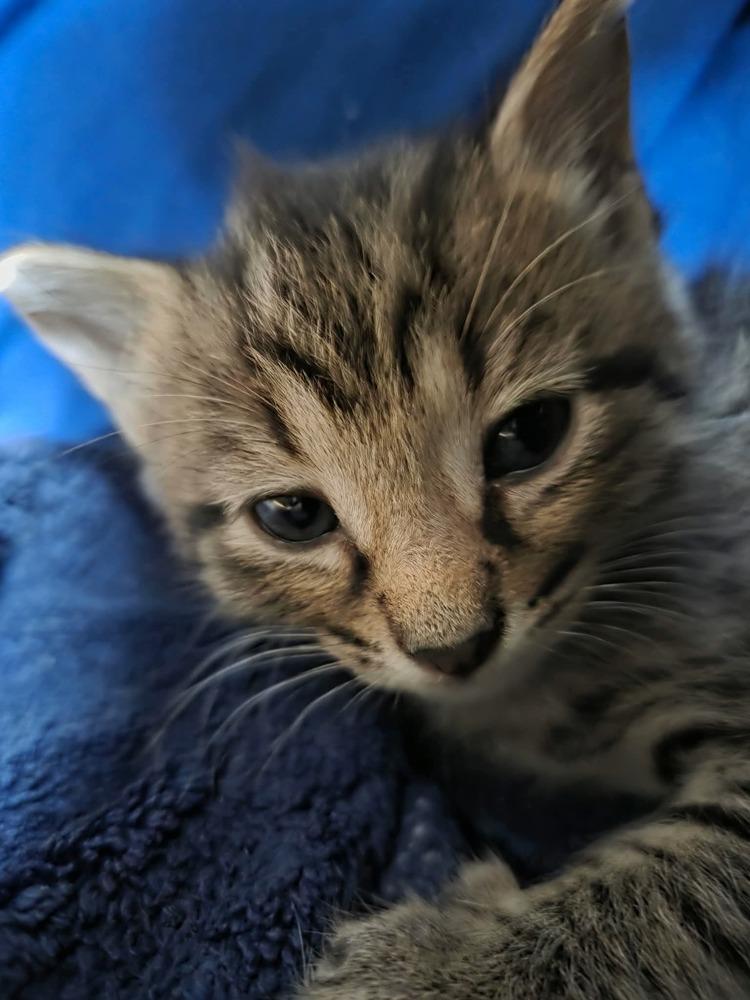 Enlarge Waffles, a Adoptable Domestic Short Hair in Newnan, GA image 3/3