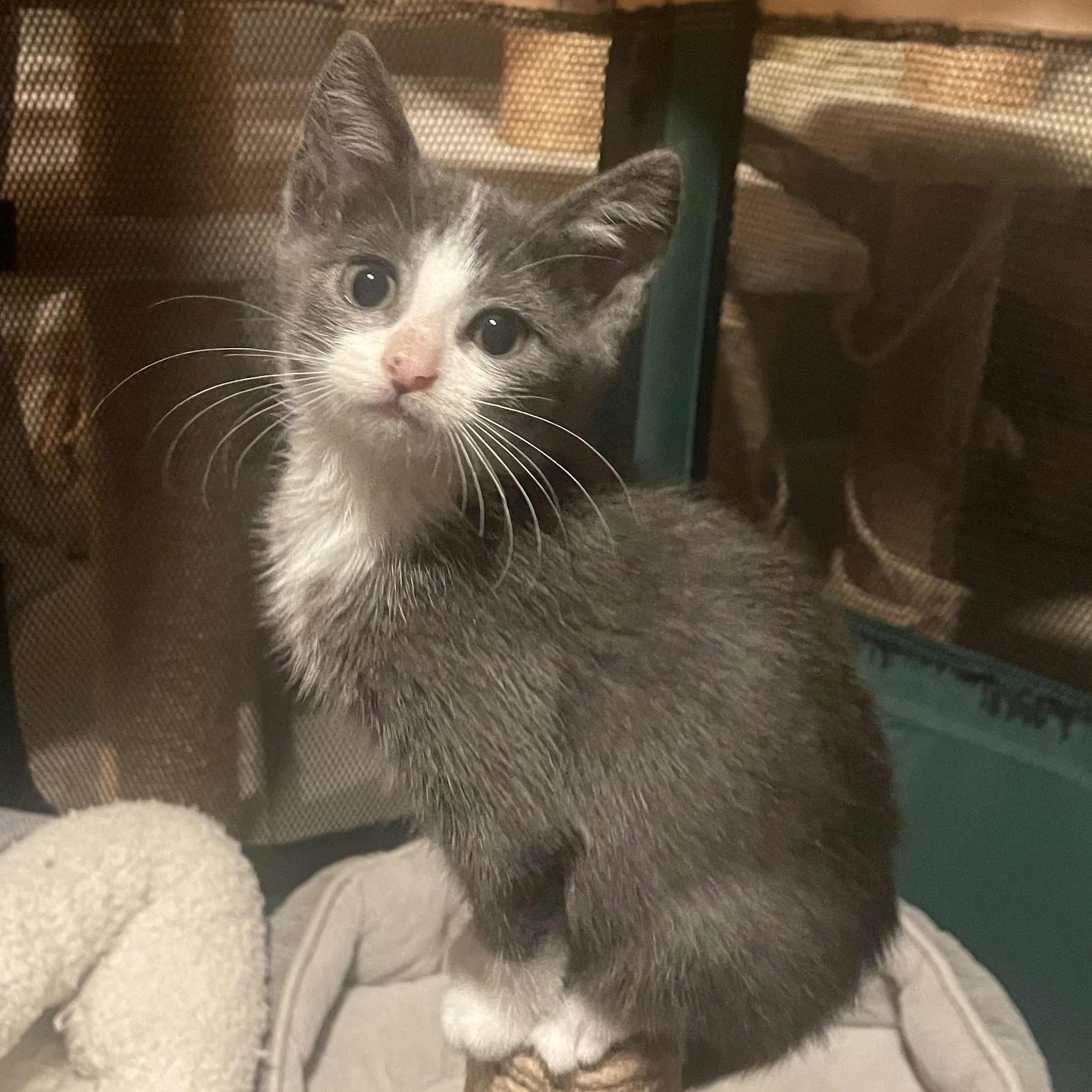 Enlarge Violet, an adopted mixed breed in Turnersville, NJ image 3/4