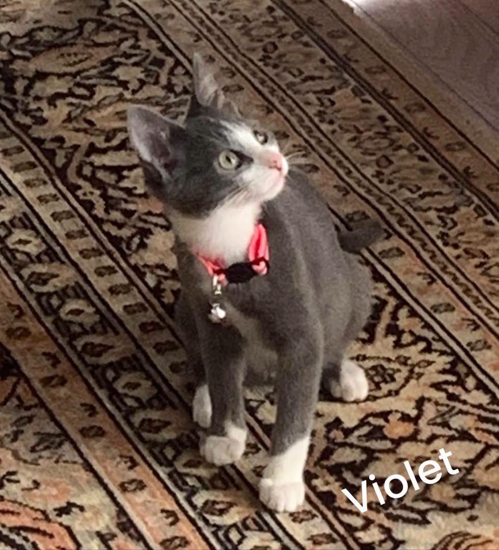 Enlarge Violet, an adopted mixed breed in Turnersville, NJ image 2/4