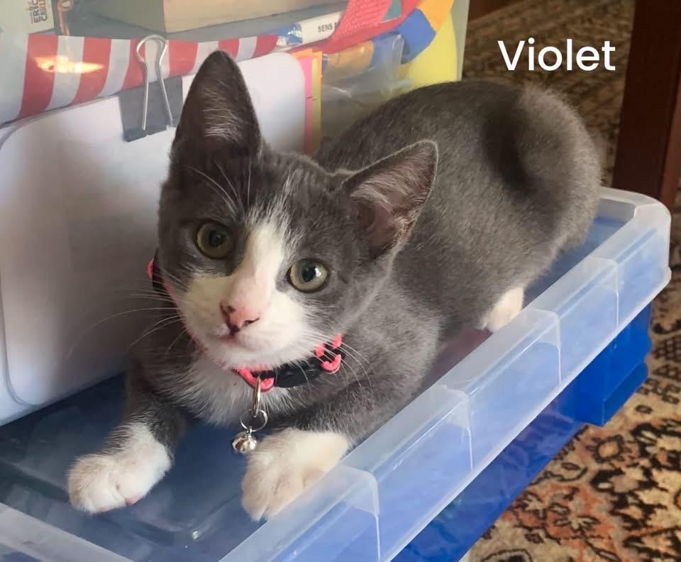 Enlarge Violet, an adopted mixed breed in Turnersville, NJ image 1/4