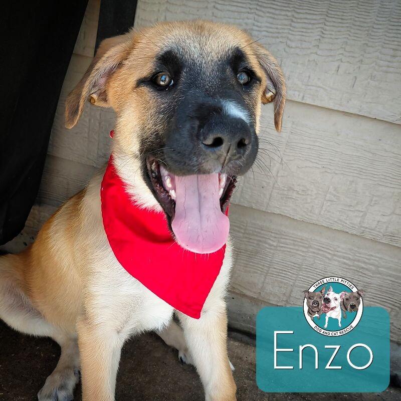 Enzo Pickled Pepper 3