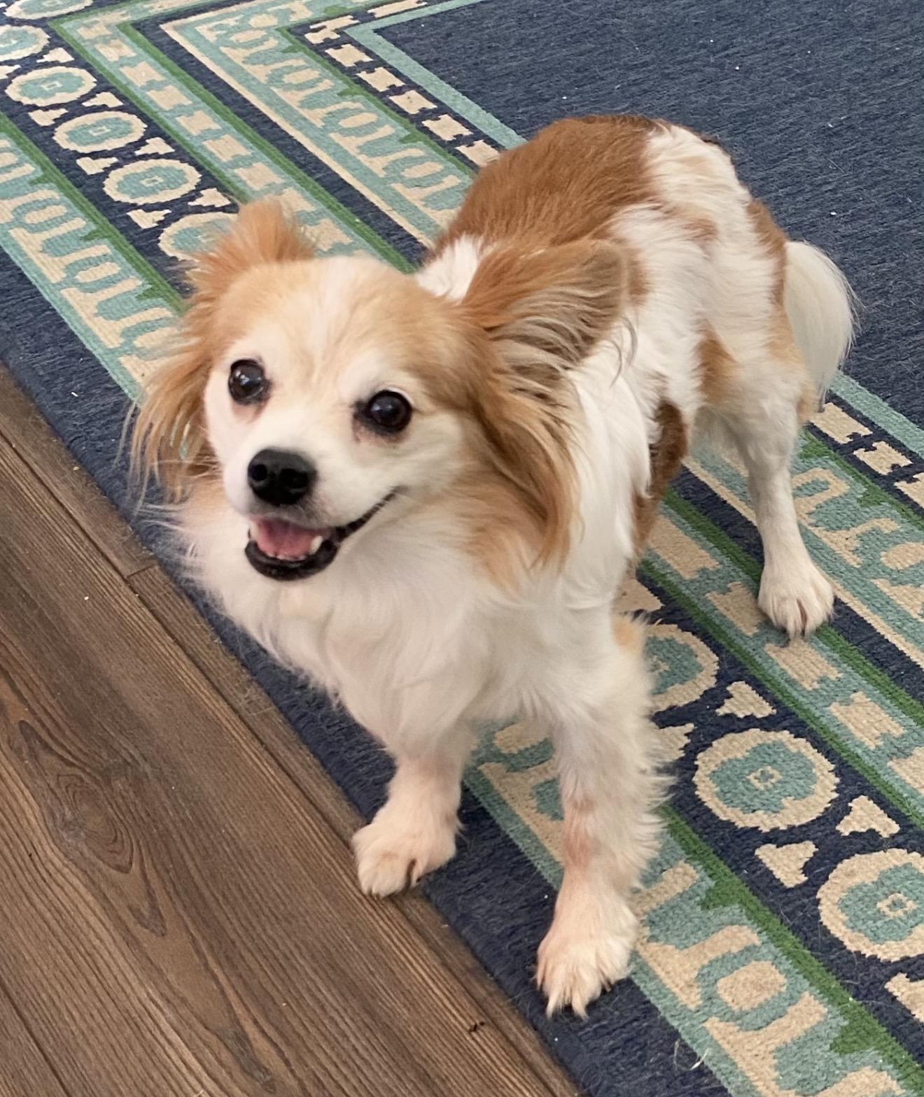 Harley - bonded to Maggie, a Adoptable Papillon in Hillsborough, NC image 1/3