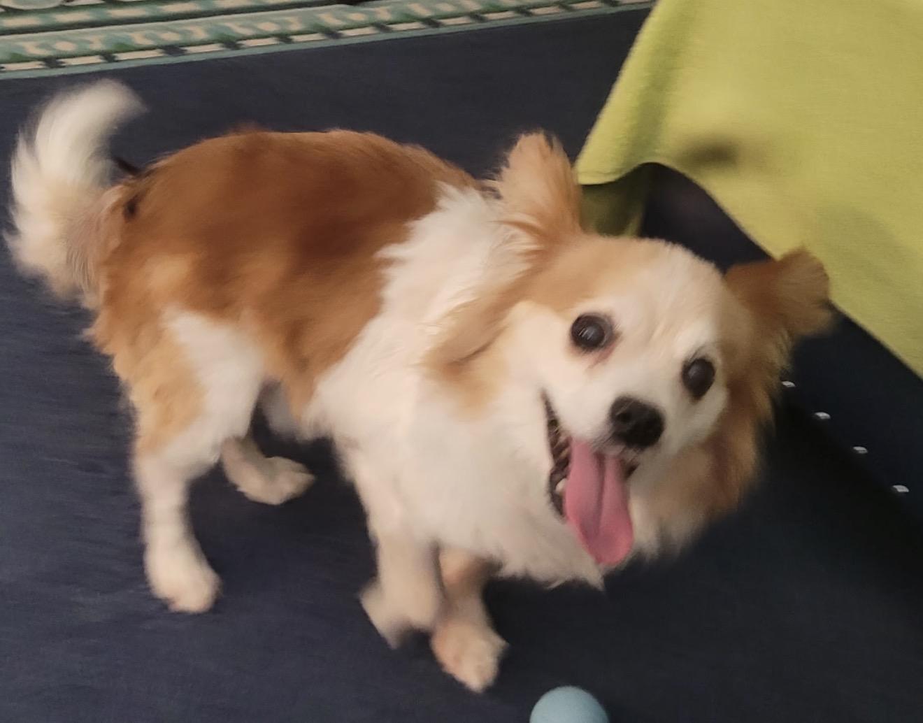 Harley - bonded to Maggie, a Adoptable Papillon in Hillsborough, NC image 3/3