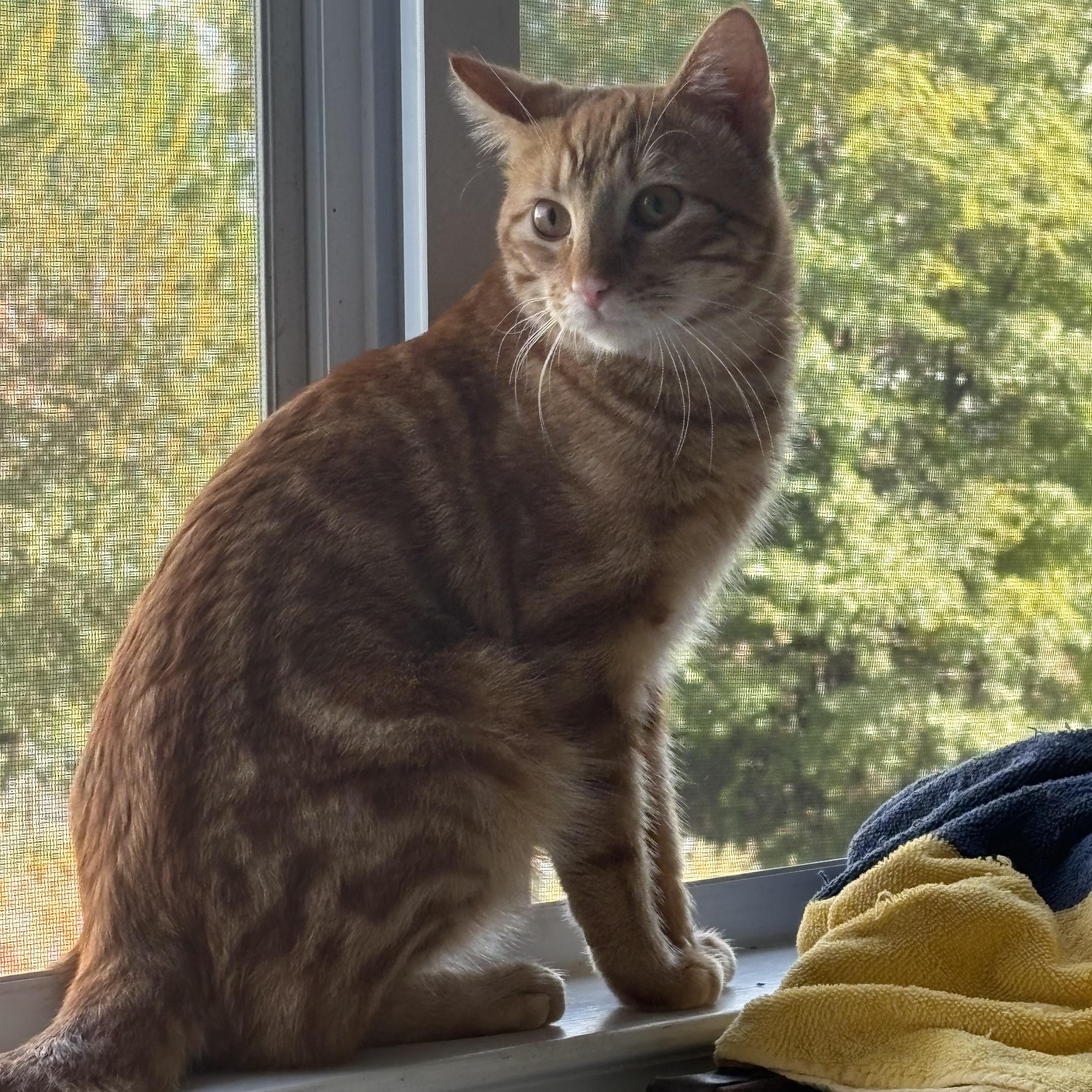 Enlarge Mr. Forsythia, a Adoptable American Shorthair in Manchester, VT image 2/5