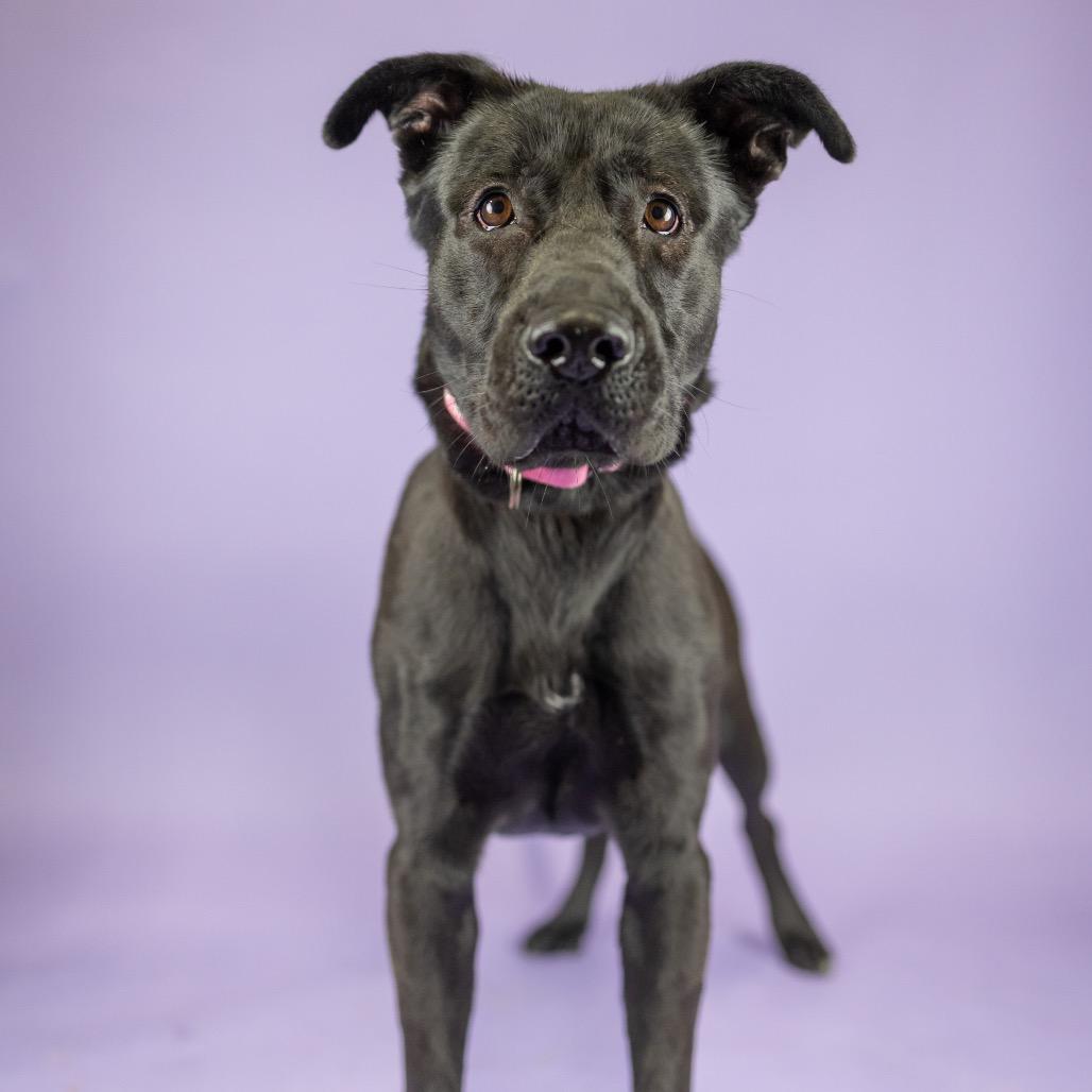 Enlarge Tiff, a Adoptable Mixed Breed in Portland, OR image 1/1