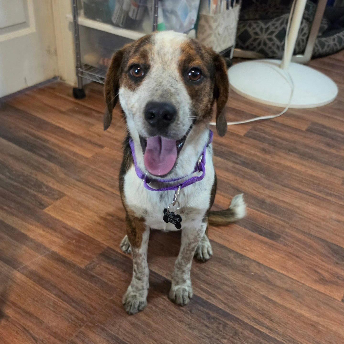 Enlarge Puck, a Adoptable Beagle in Las Vegas, NV image 1/3