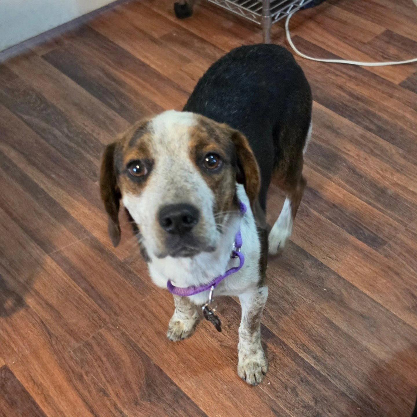 Enlarge Puck, a Adoptable Beagle in Las Vegas, NV image 2/3