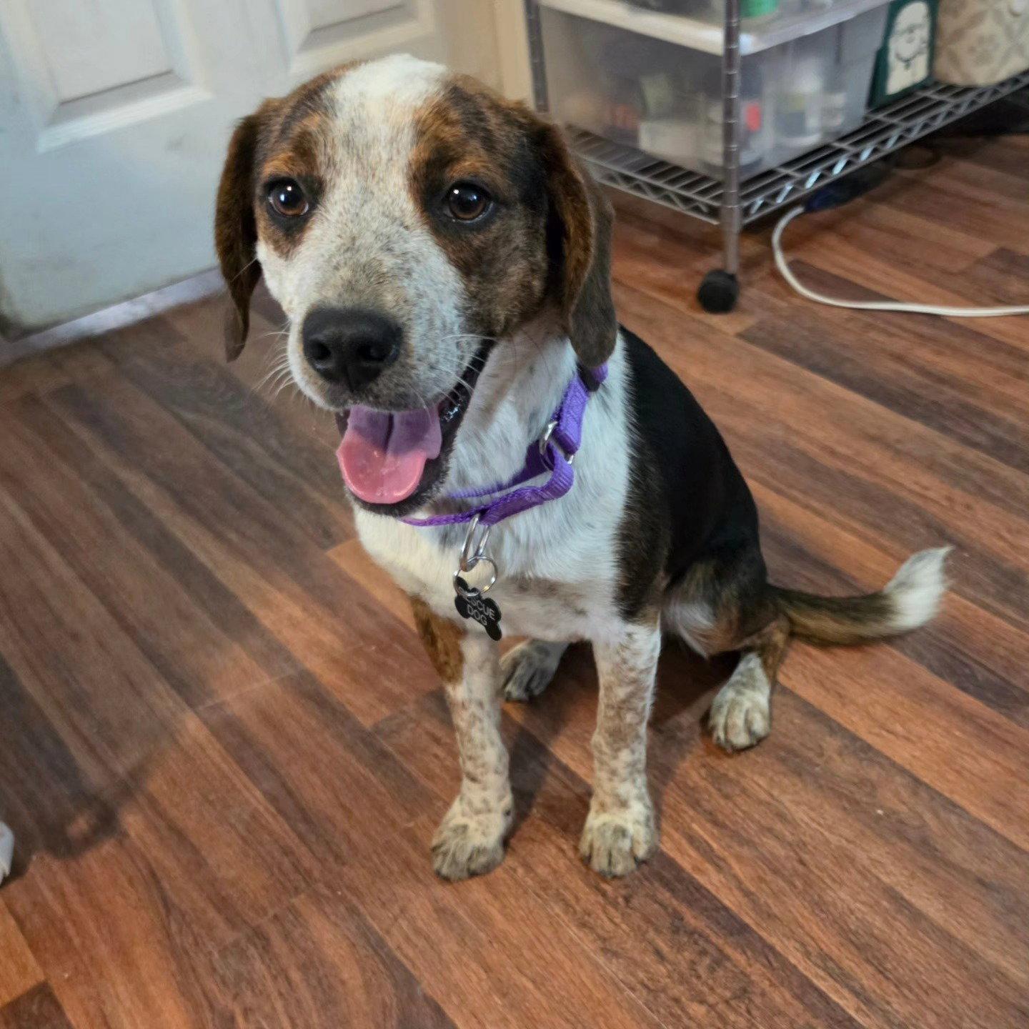 Enlarge Puck, a Adoptable Beagle in Las Vegas, NV image 3/3