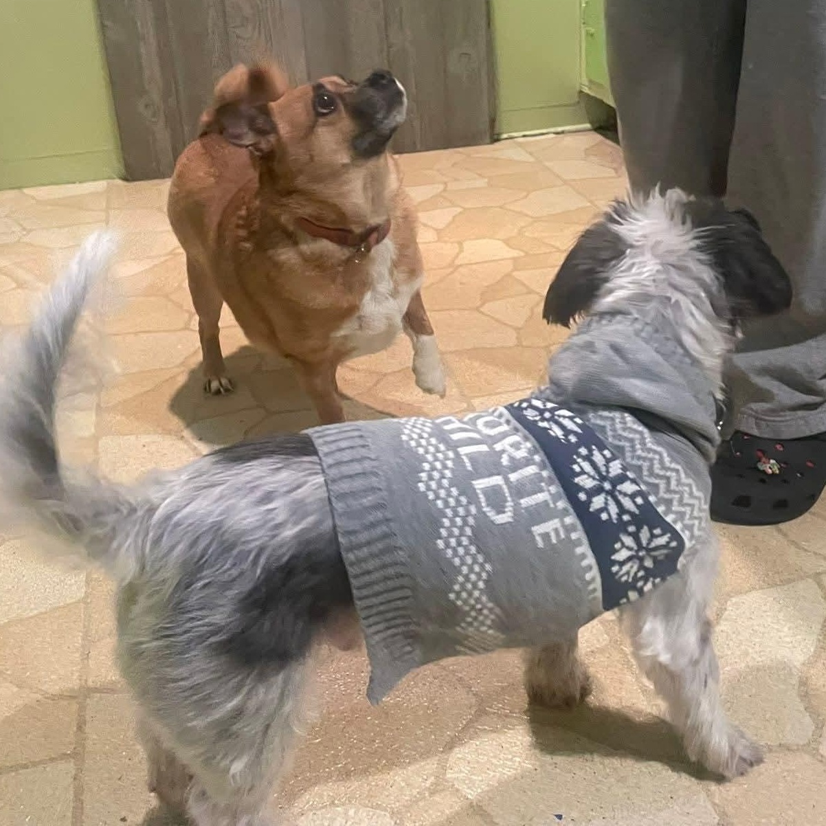 Enlarge Lady SHILOH , a ADOPTABLE mixed breed in Blue Bell, PA image 6/6