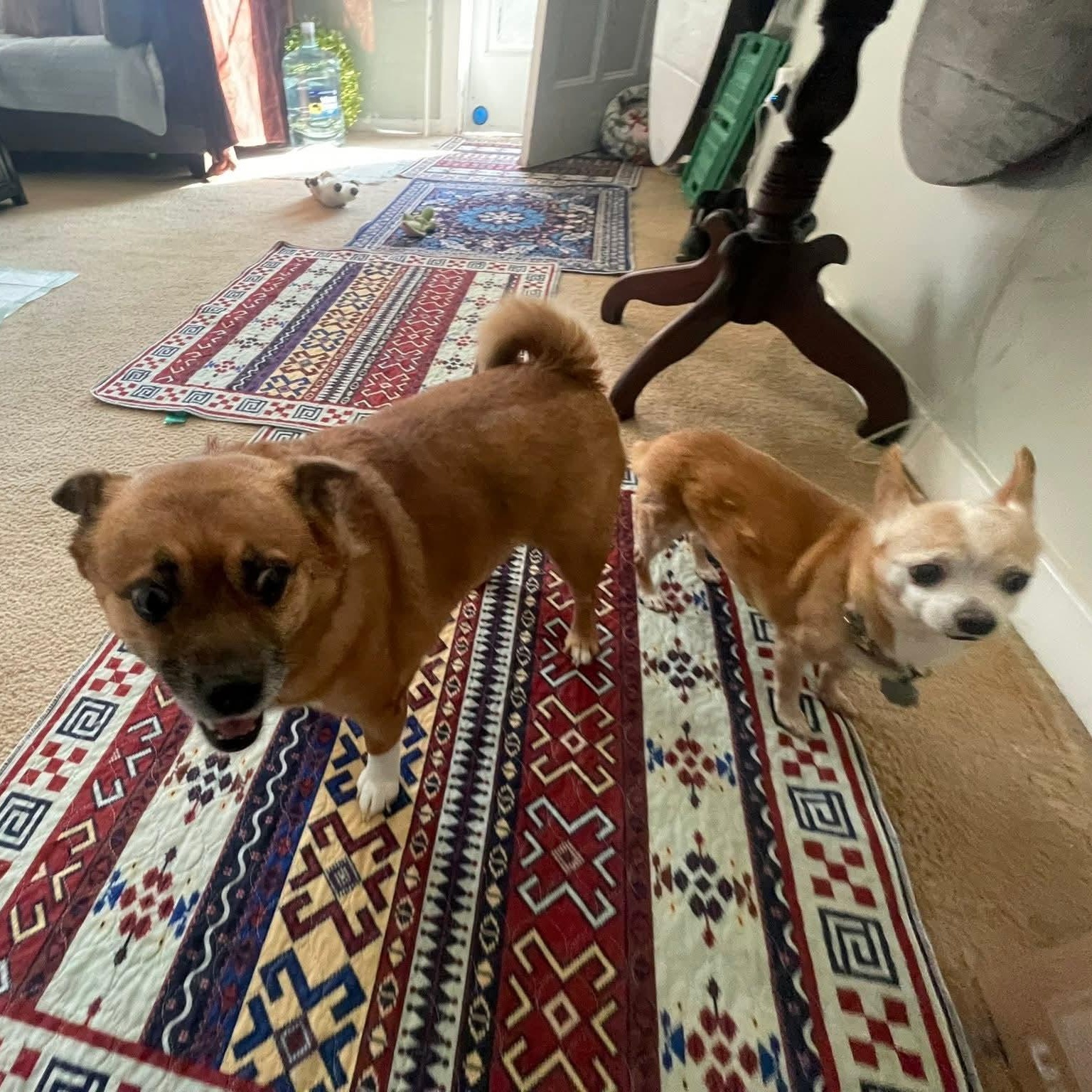 Enlarge Lady SHILOH , a ADOPTABLE mixed breed in Blue Bell, PA image 3/6