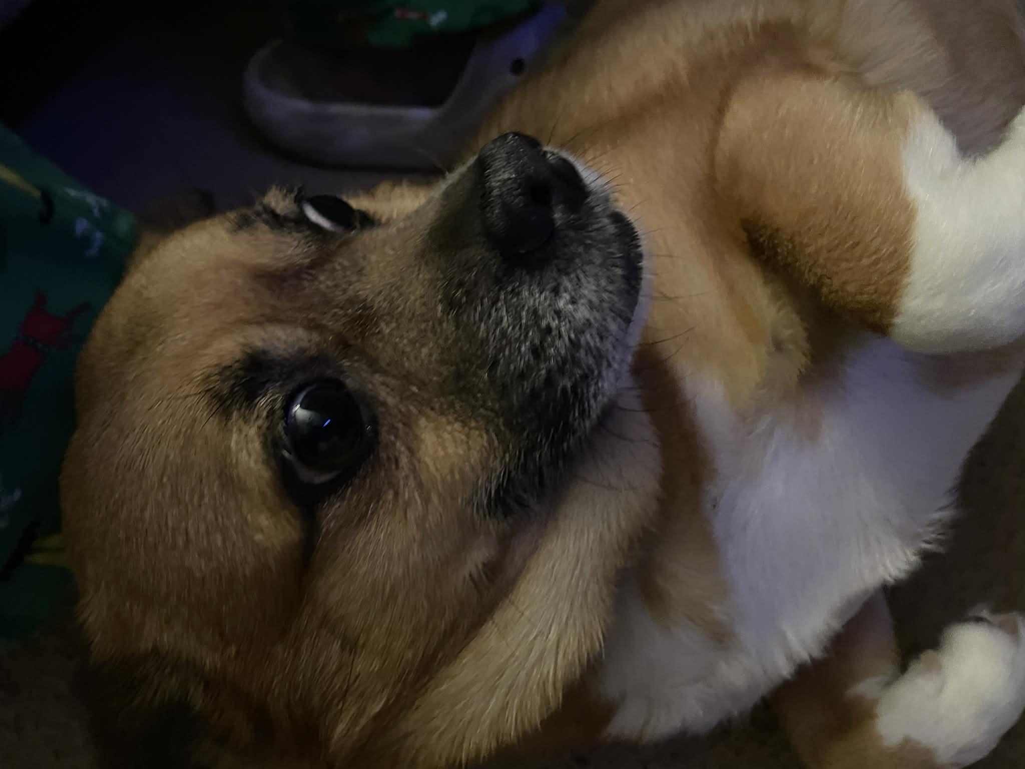 Enlarge Lady SHILOH , a ADOPTABLE mixed breed in Blue Bell, PA image 2/6