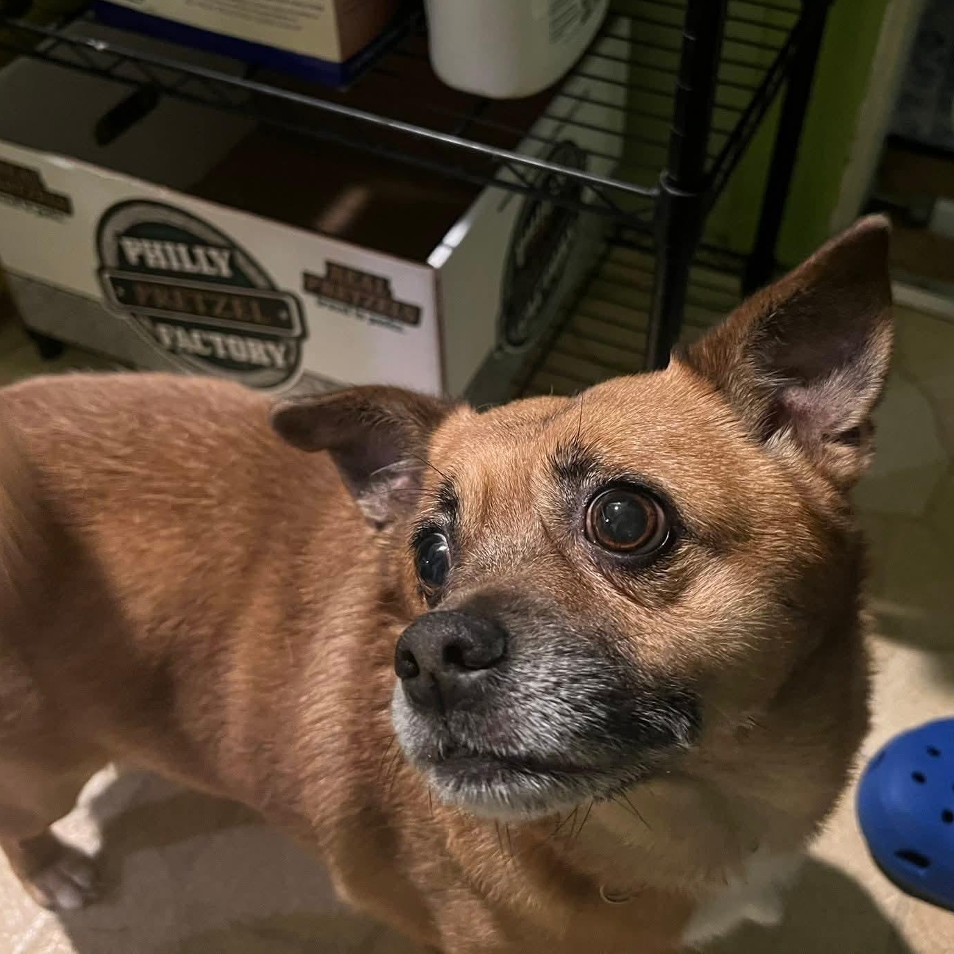 Enlarge Lady SHILOH , a ADOPTABLE mixed breed in Blue Bell, PA image 5/6