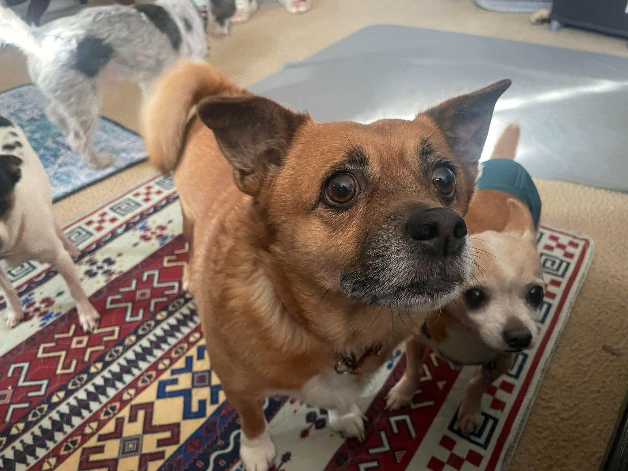 Lady SHILOH , ADOPTABLE, Adult Female Pomeranian & Mixed Breed.