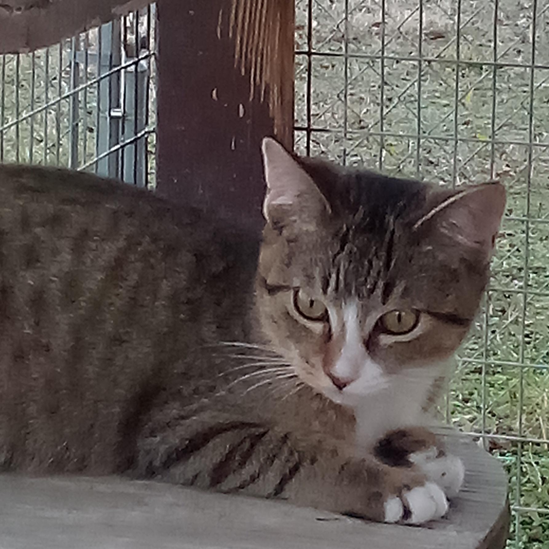 Enlarge HEIDI, a Adopted mixed breed in Andover, KS image 1/4