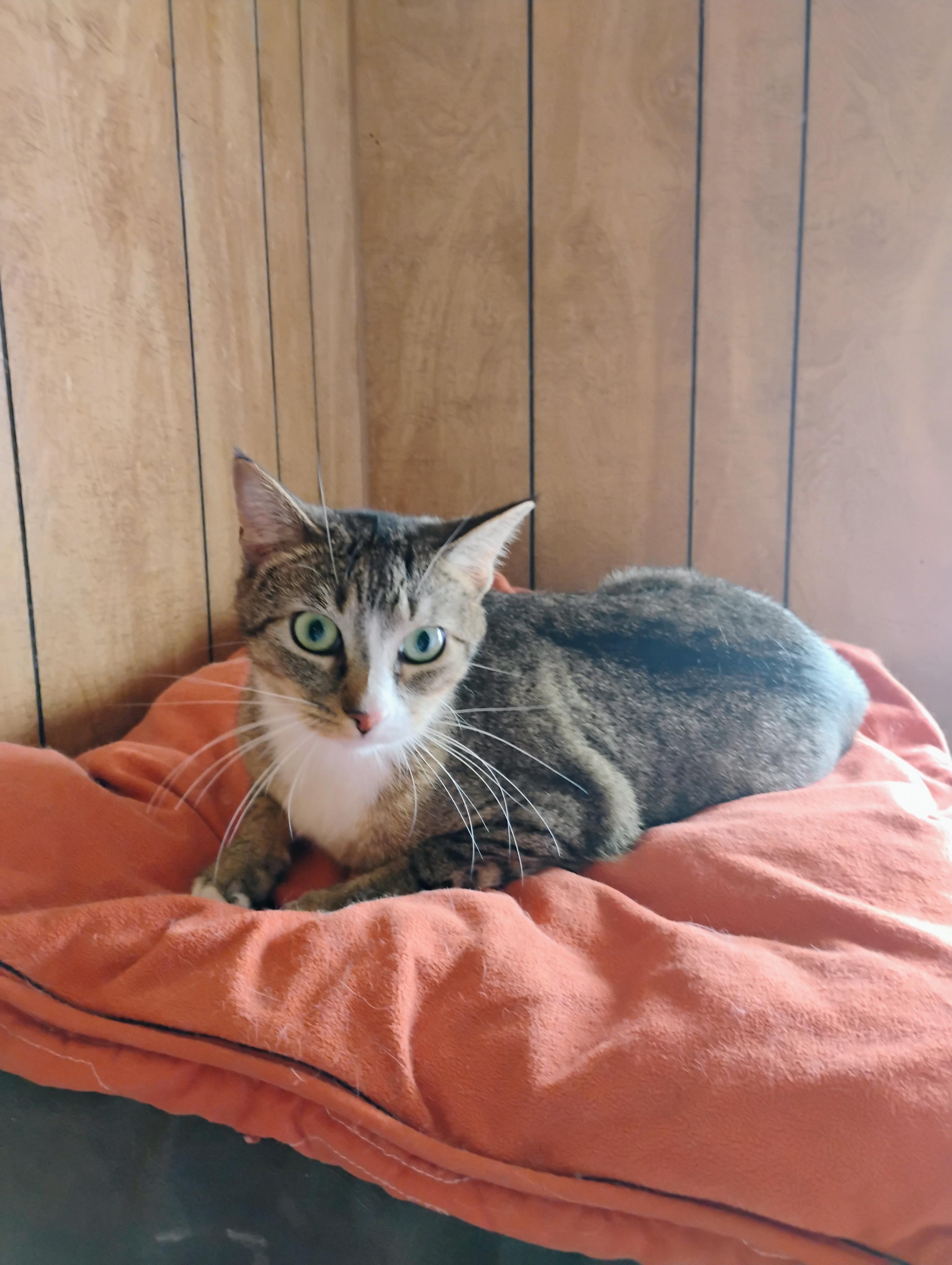 Enlarge HEIDI, a Adopted mixed breed in Andover, KS image 3/4