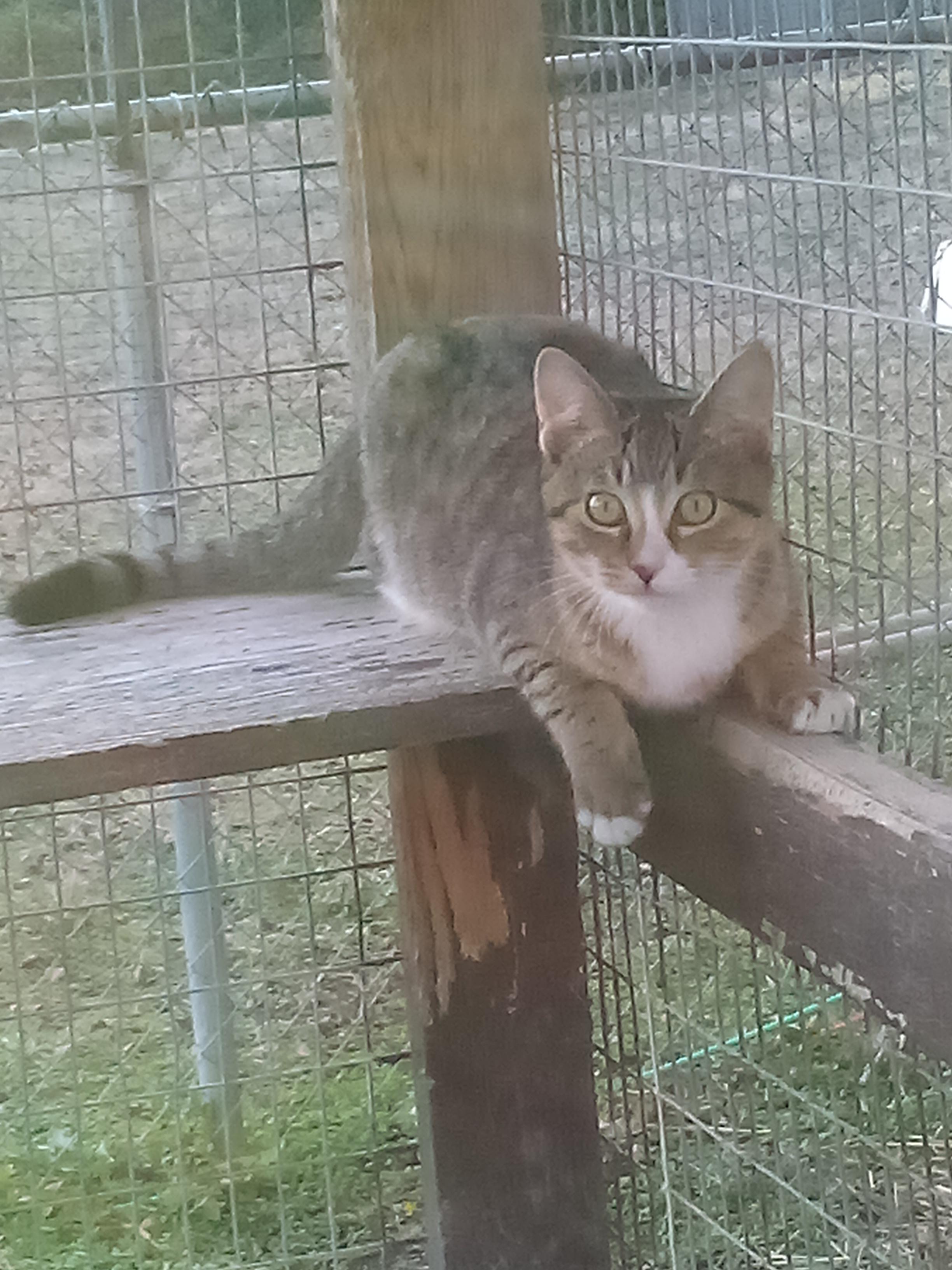 Enlarge HEIDI, a Adopted mixed breed in Andover, KS image 2/4