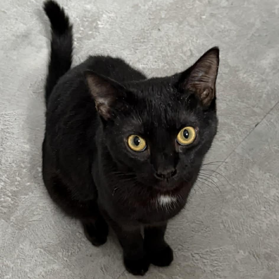 Enlarge Ten - A Sweet Little Girl!, an adopted Domestic Short Hair in Hamilton, ON image 1/5