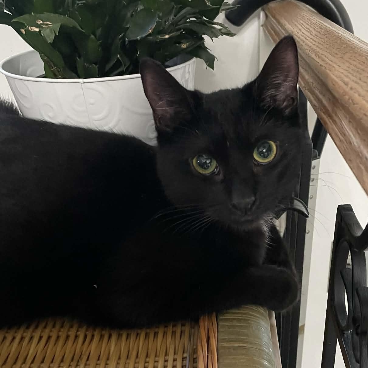 Enlarge Ten - A Sweet Little Girl!, an adopted Domestic Short Hair in Hamilton, ON image 3/5