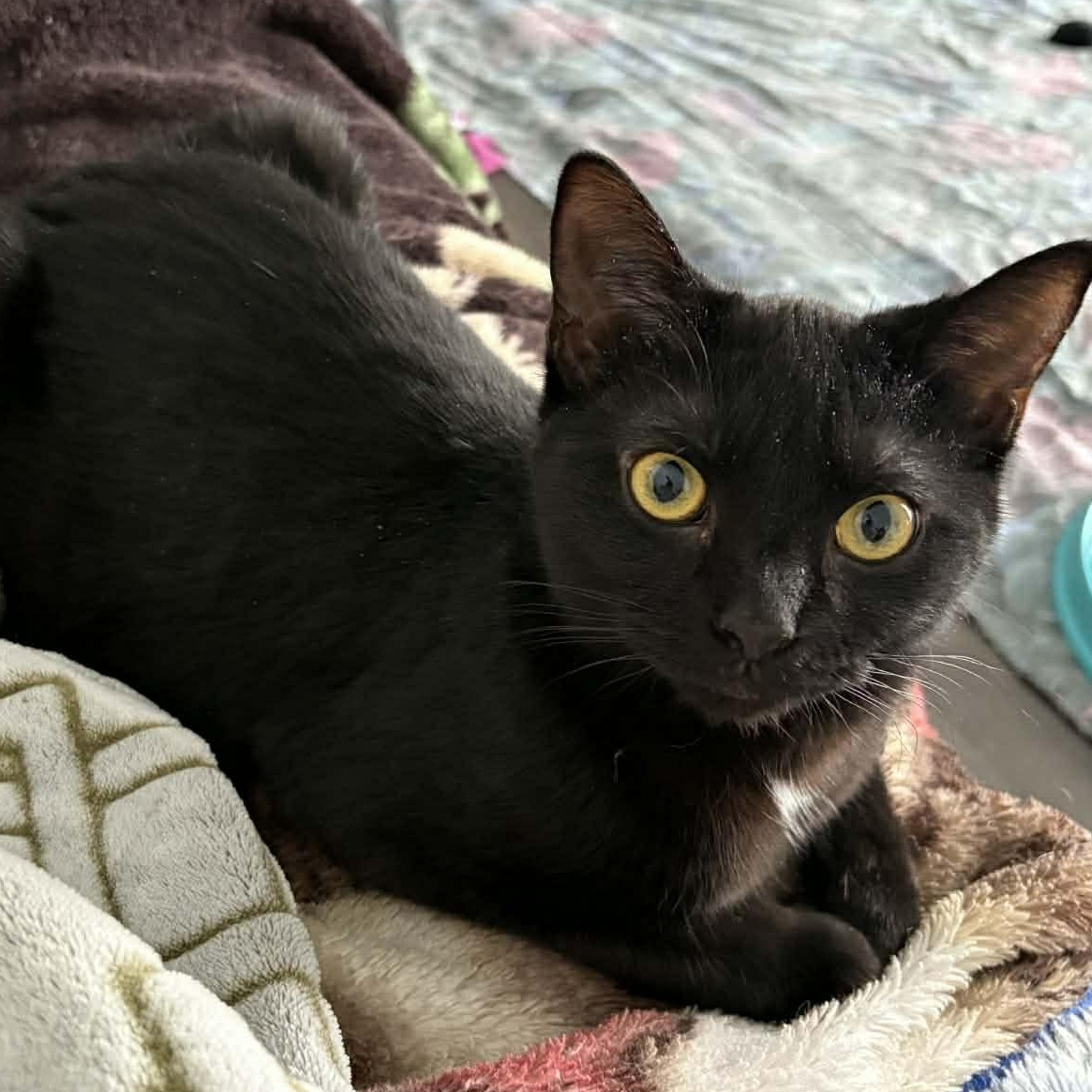 Enlarge Ten - A Sweet Little Girl!, an adopted Domestic Short Hair in Hamilton, ON image 2/5