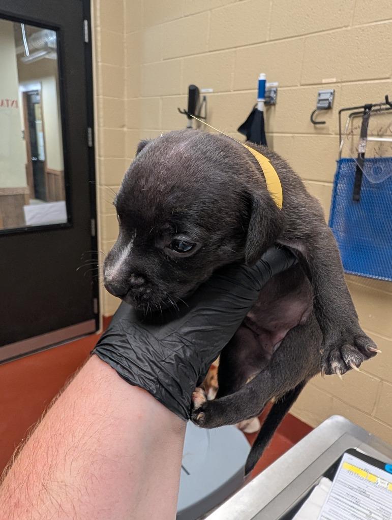Halley, Adoptable, Puppy Female Mixed Breed.