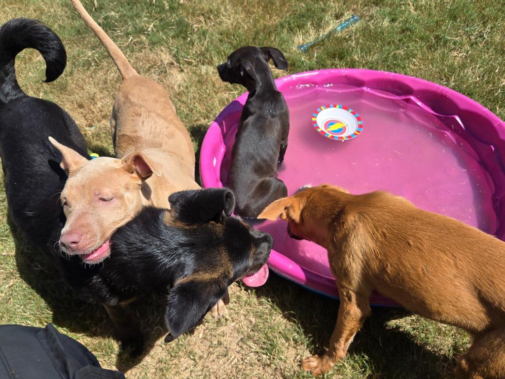 Halley, Adoptable, Puppy Female Mixed Breed.