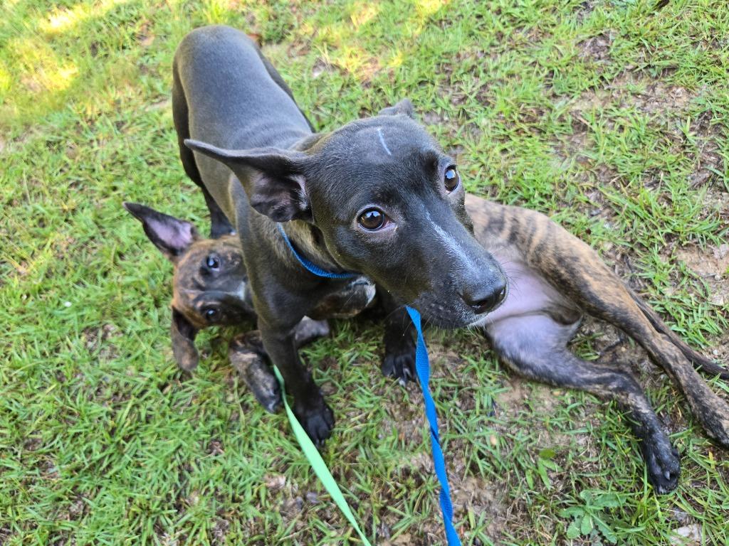 Enlarge Halley, a Adoptable mixed breed in Douglasville, GA image 2/6