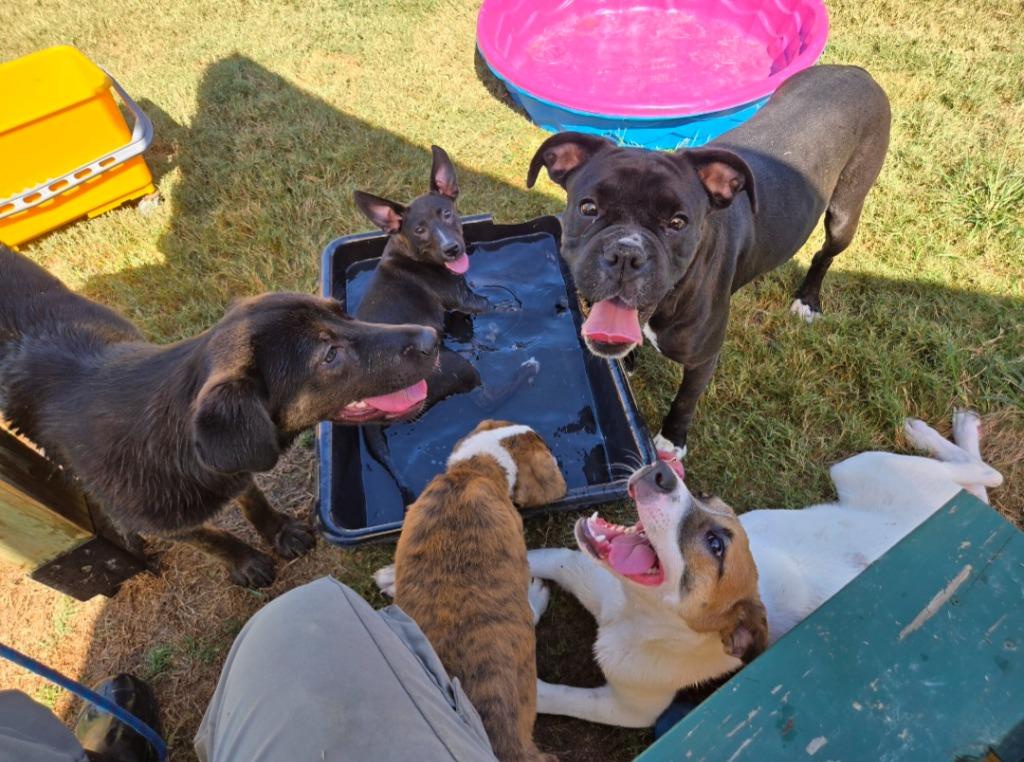 Enlarge Halley, a Adoptable mixed breed in Douglasville, GA image 3/6