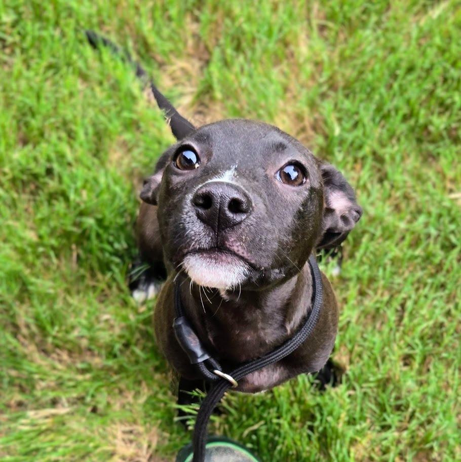 Enlarge Halley, a Adoptable mixed breed in Douglasville, GA image 4/6