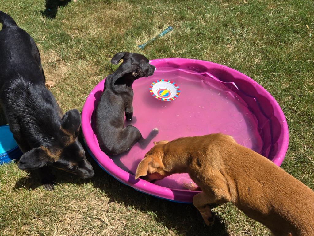 Enlarge Halley, a Adoptable mixed breed in Douglasville, GA image 5/6