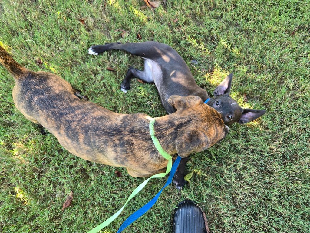 Enlarge Halley, a Adoptable mixed breed in Douglasville, GA image 6/6