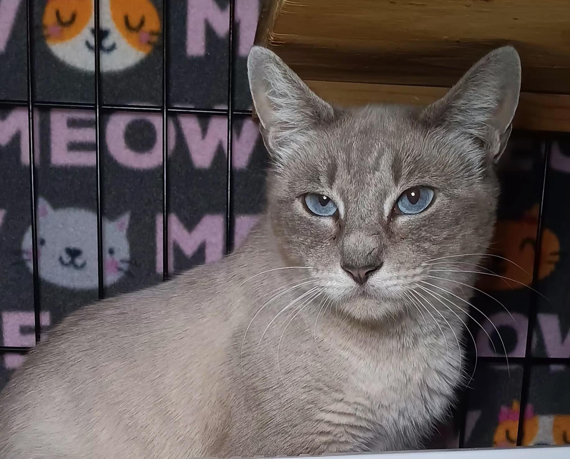 Starlight, adopted, Adult Female Siamese.