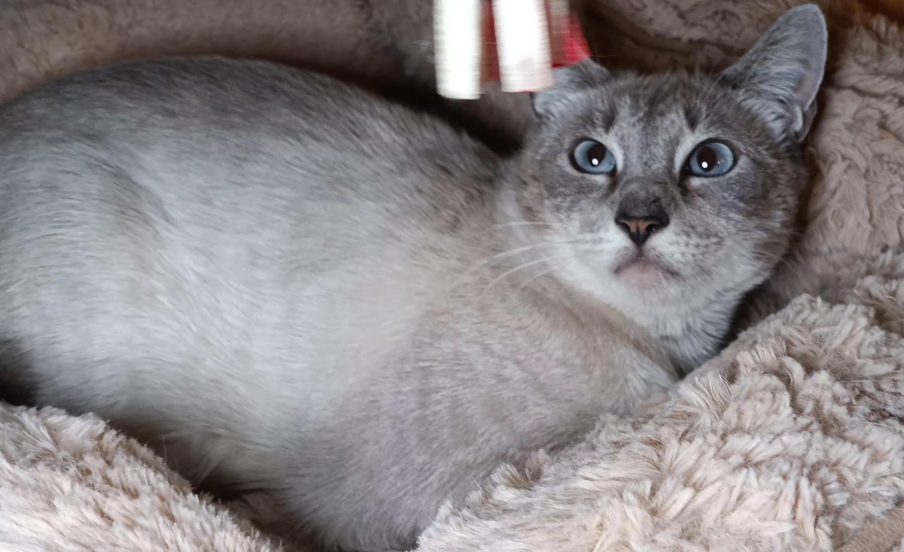 Enlarge Starlight, a Adoptable Siamese in Bethpage, NY image 2/4