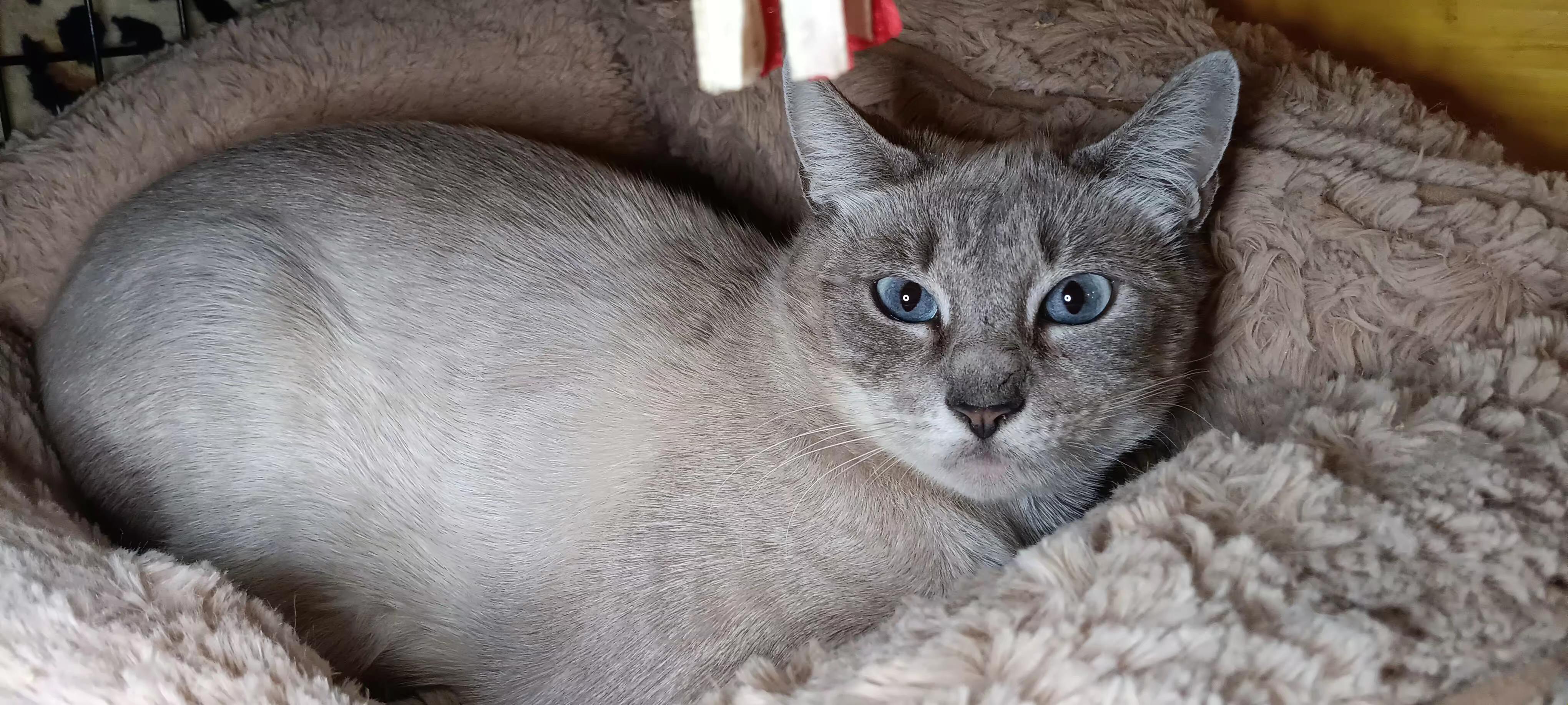 Starlight, Adoptable, Adult Female Siamese.