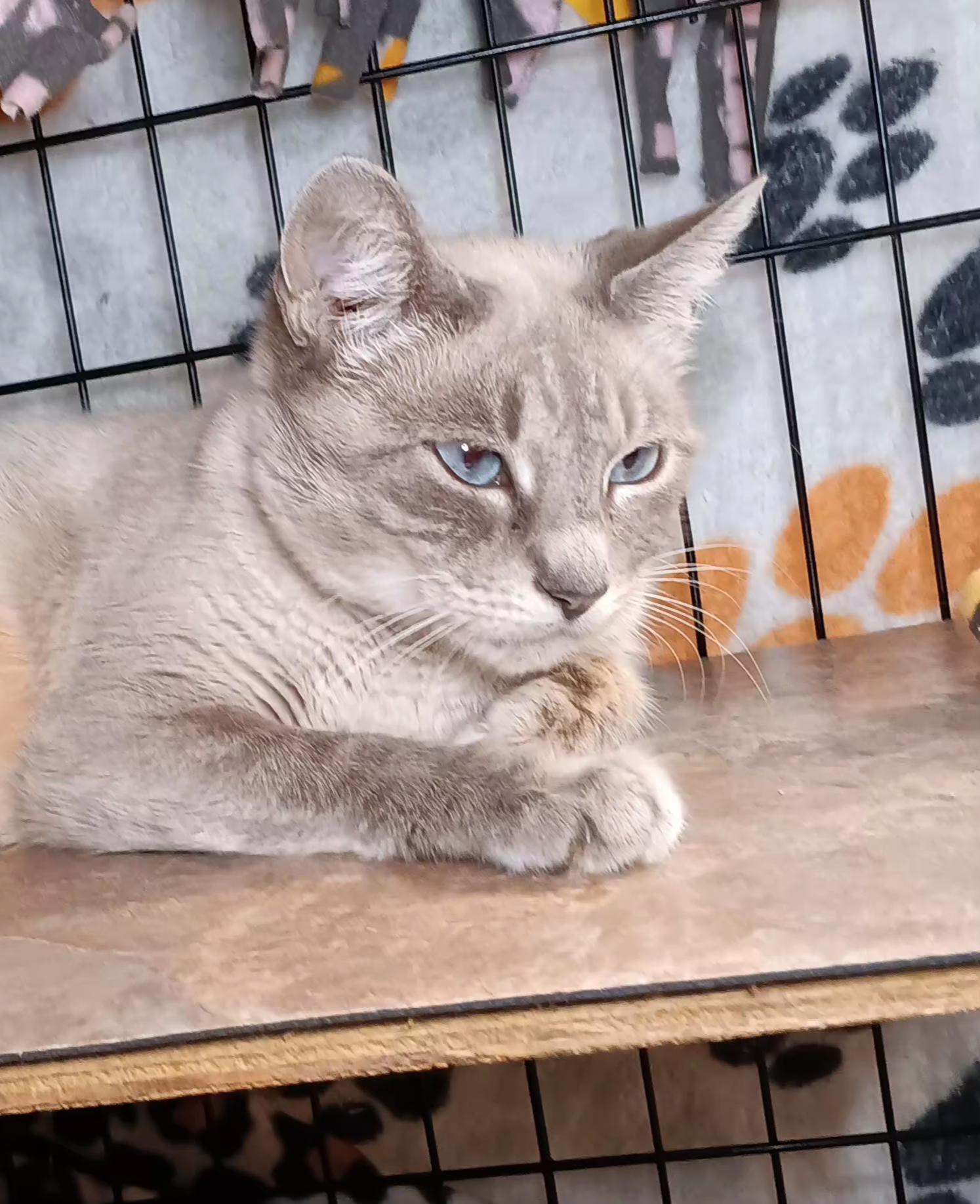 Enlarge Starlight, a Adoptable Siamese in Bethpage, NY image 4/4