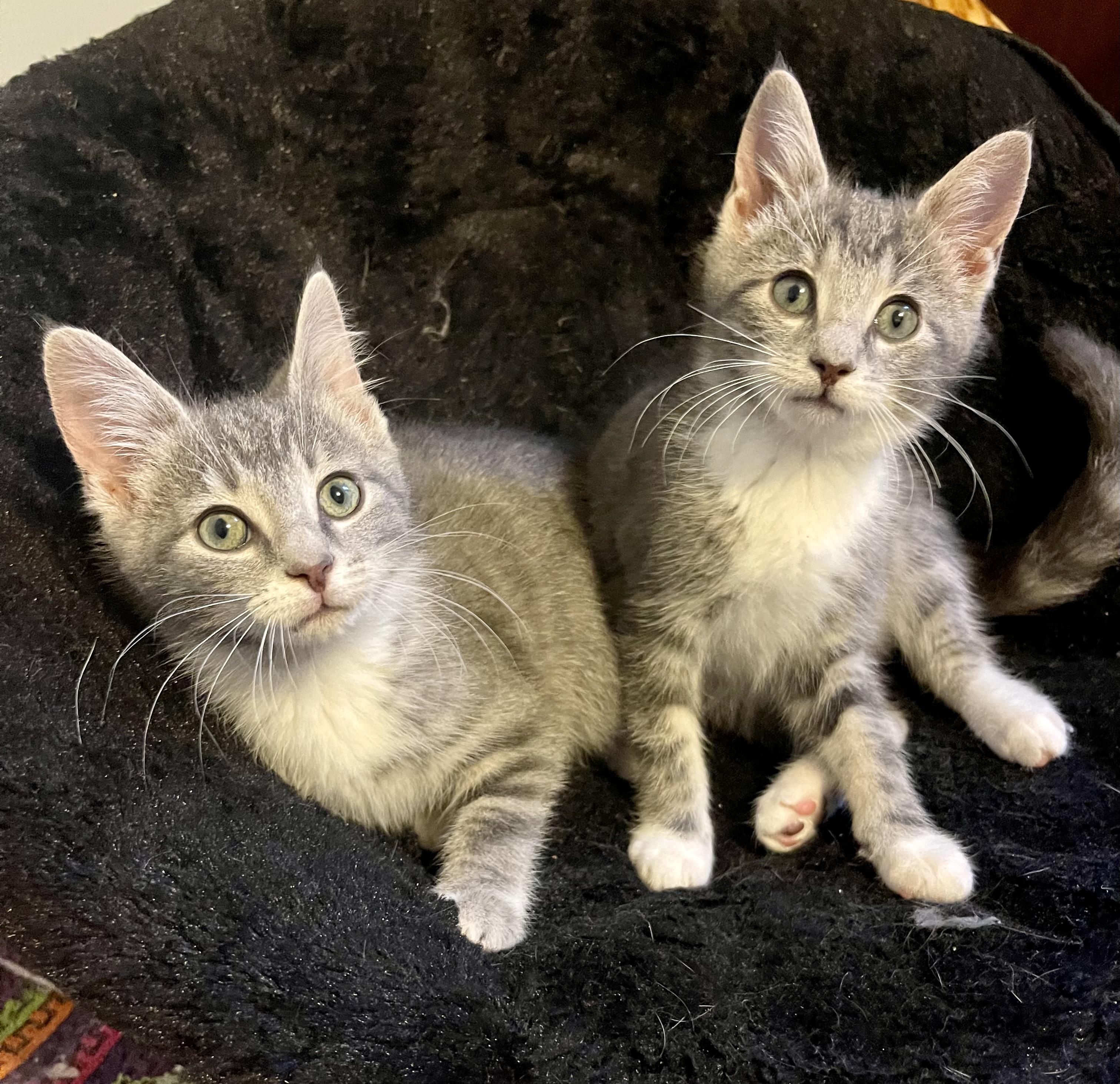 Silverton & Sarkles (brother & sister) 4