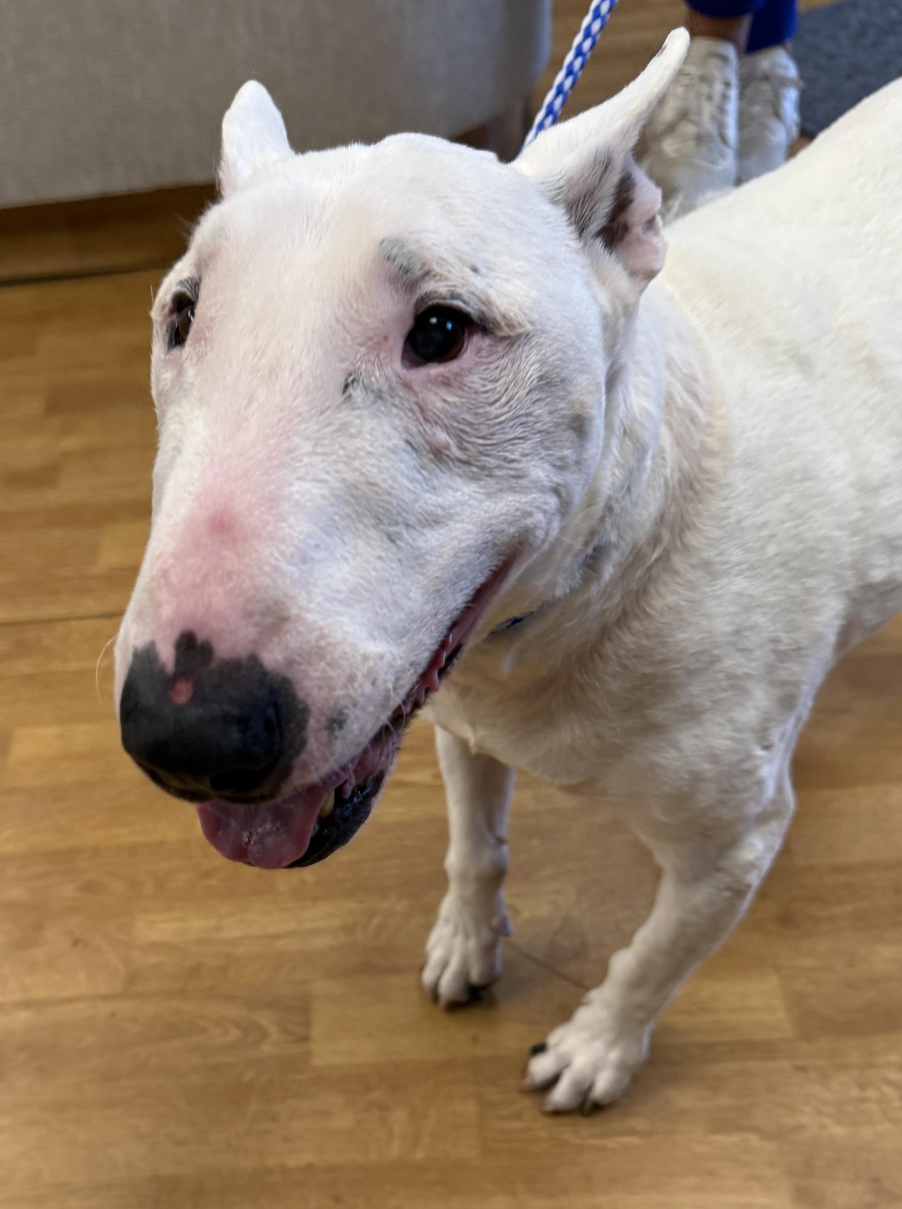 Enlarge Sheldon, a ADOPTABLE Bull Terrier in Mount Airy, NC image 5/6