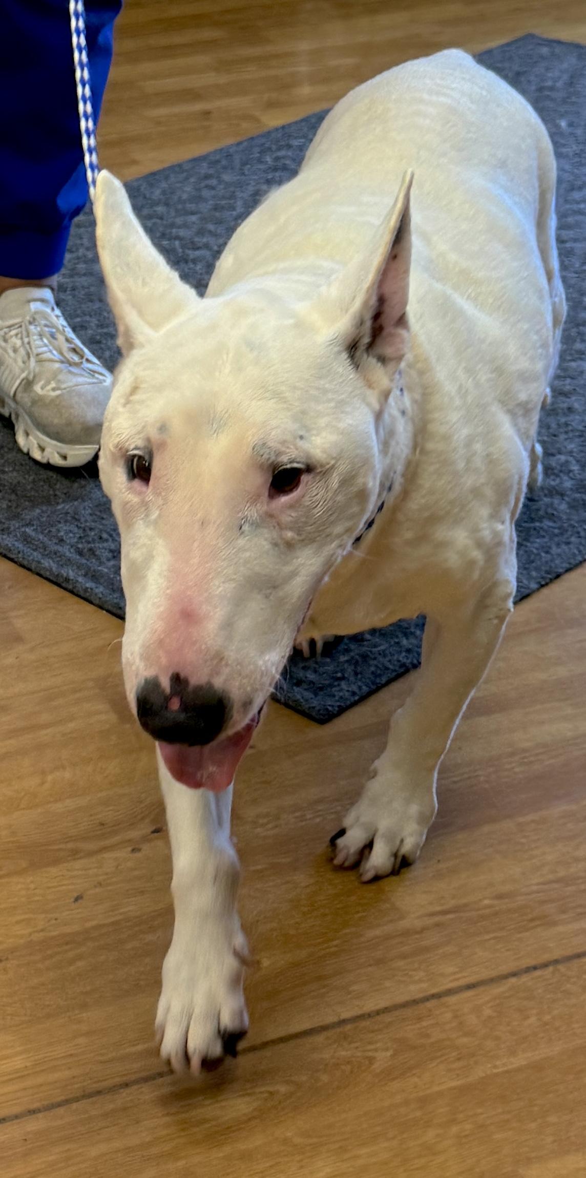 Enlarge Sheldon, a ADOPTABLE Bull Terrier in Mount Airy, NC image 3/6