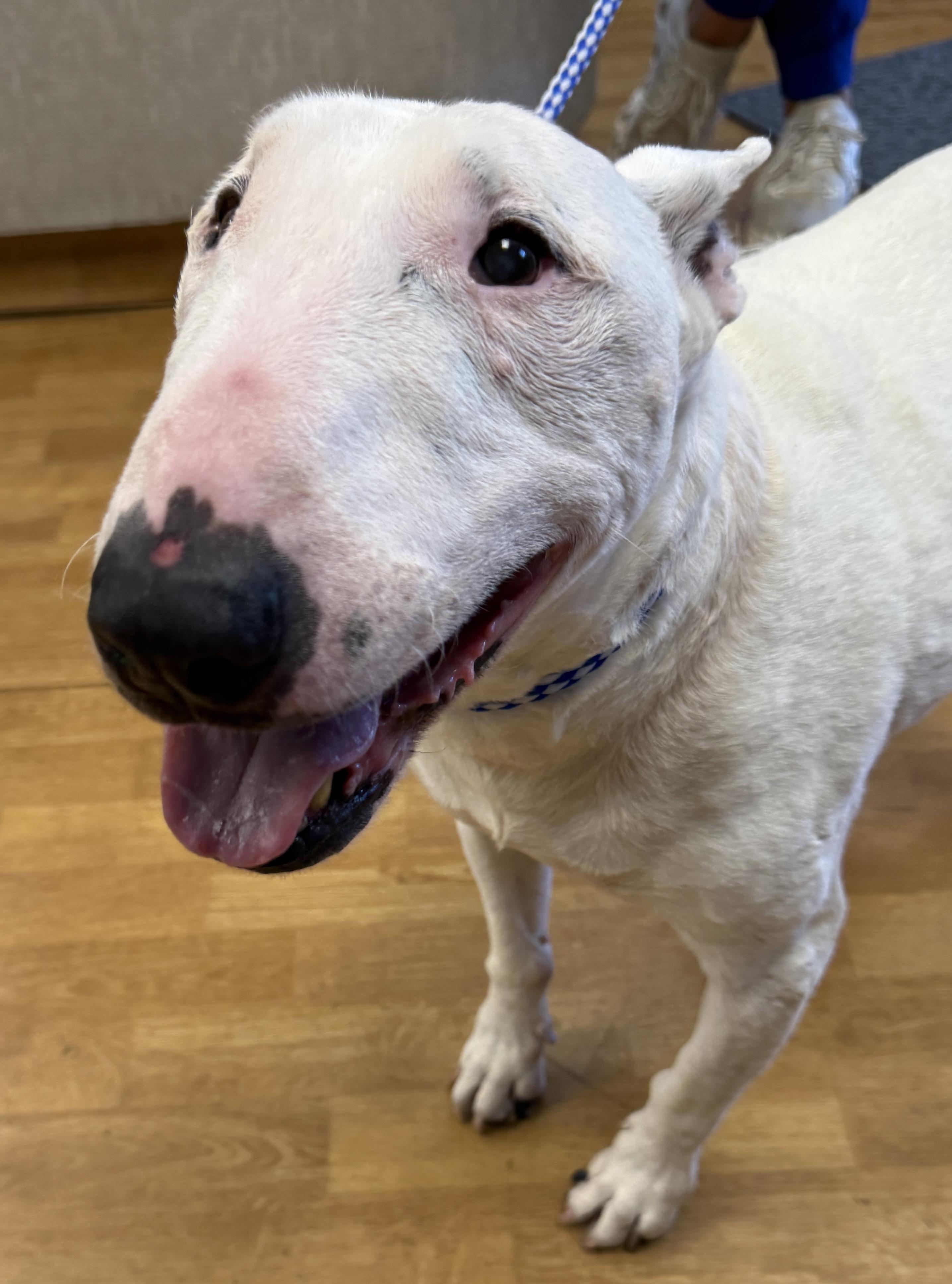Enlarge Sheldon, a ADOPTABLE Bull Terrier in Mount Airy, NC image 1/6