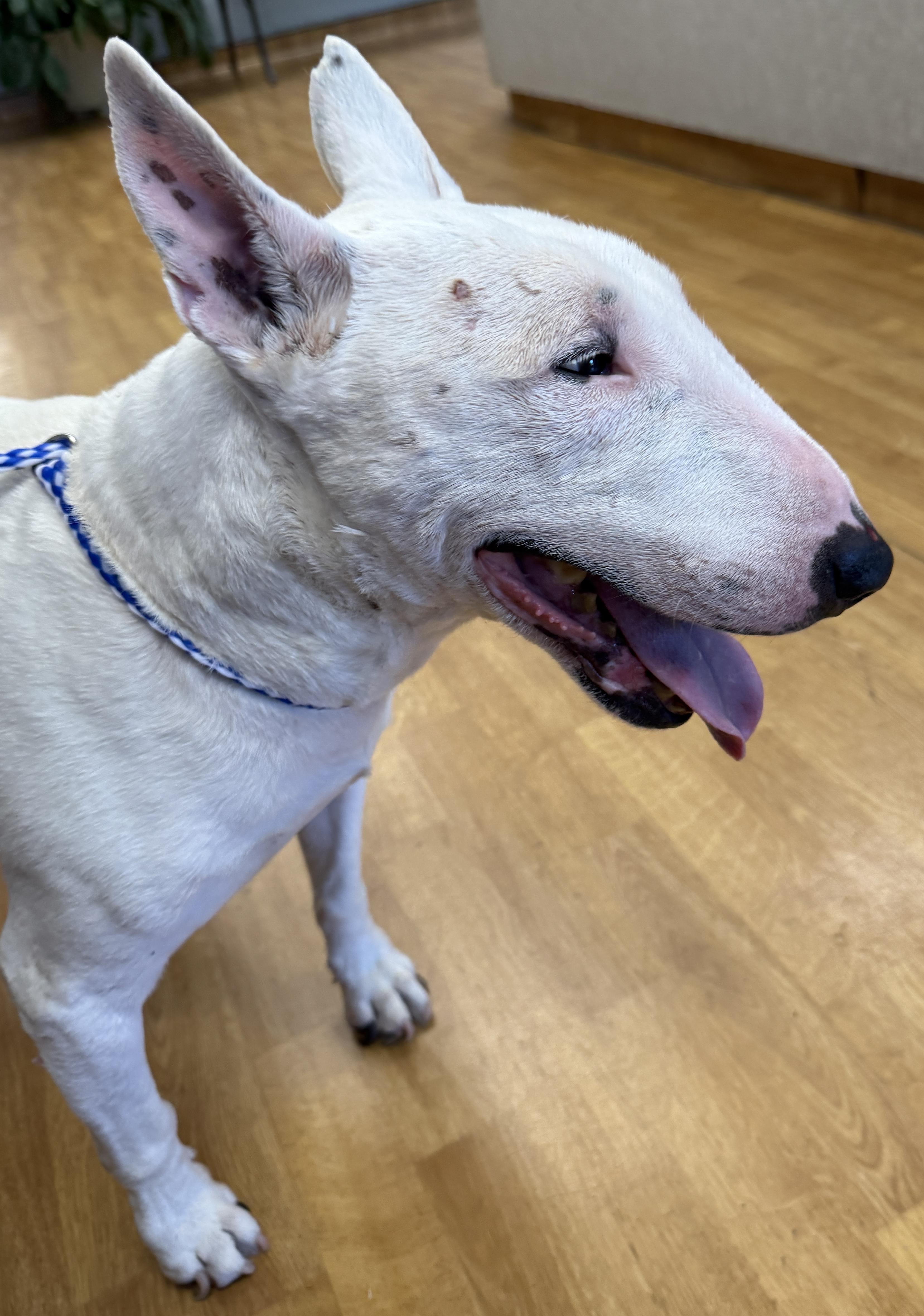Enlarge Sheldon, a ADOPTABLE Bull Terrier in Mount Airy, NC image 6/6