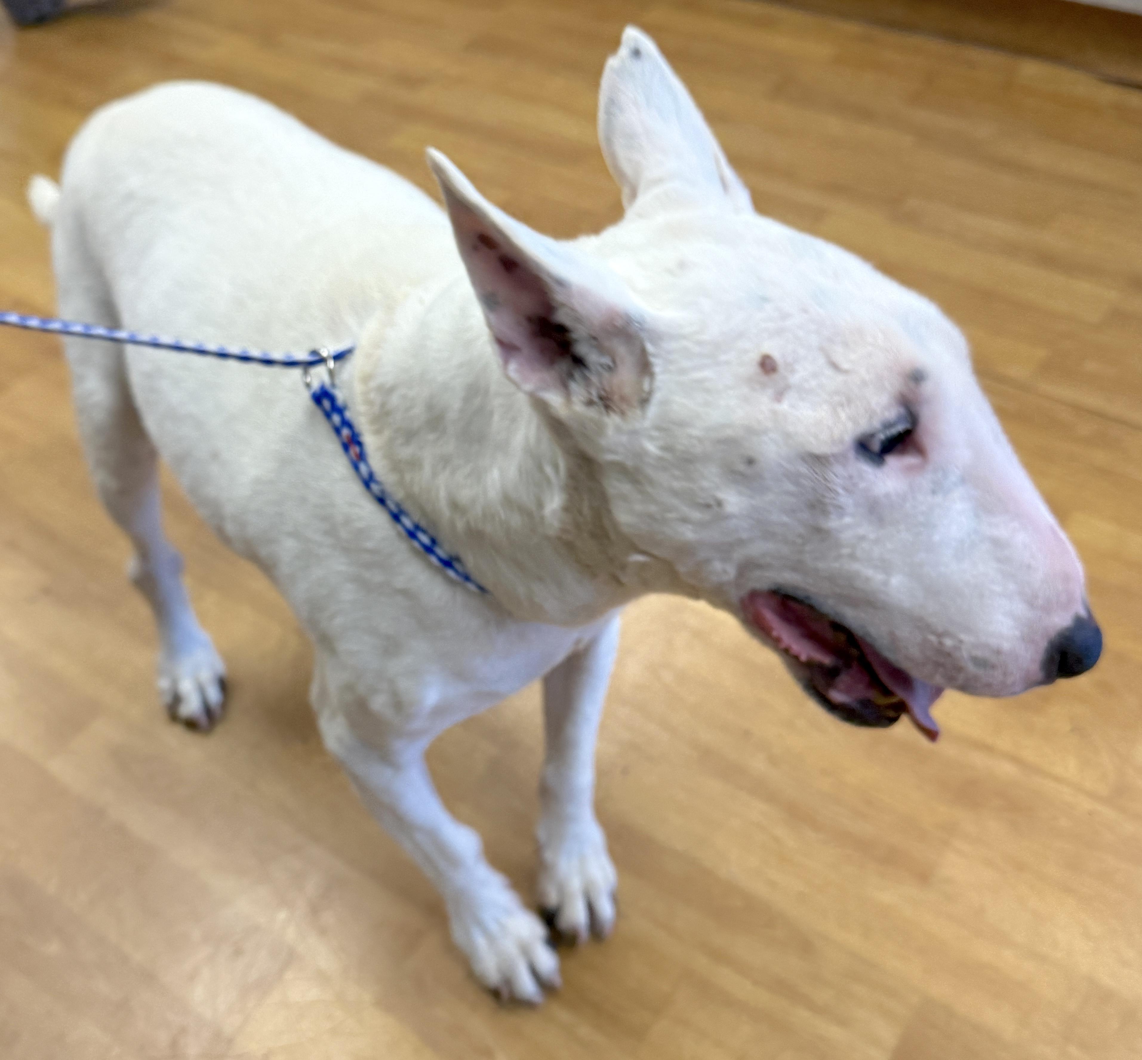 Enlarge Sheldon, a ADOPTABLE Bull Terrier in Mount Airy, NC image 4/6