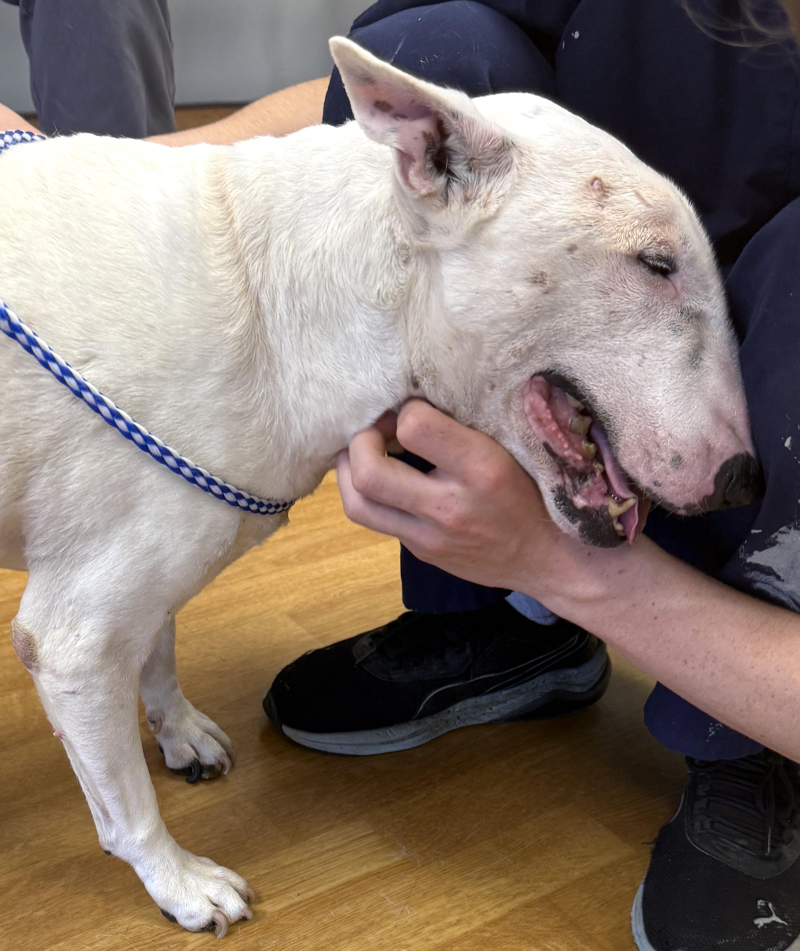 Enlarge Sheldon, a ADOPTABLE Bull Terrier in Mount Airy, NC image 2/6
