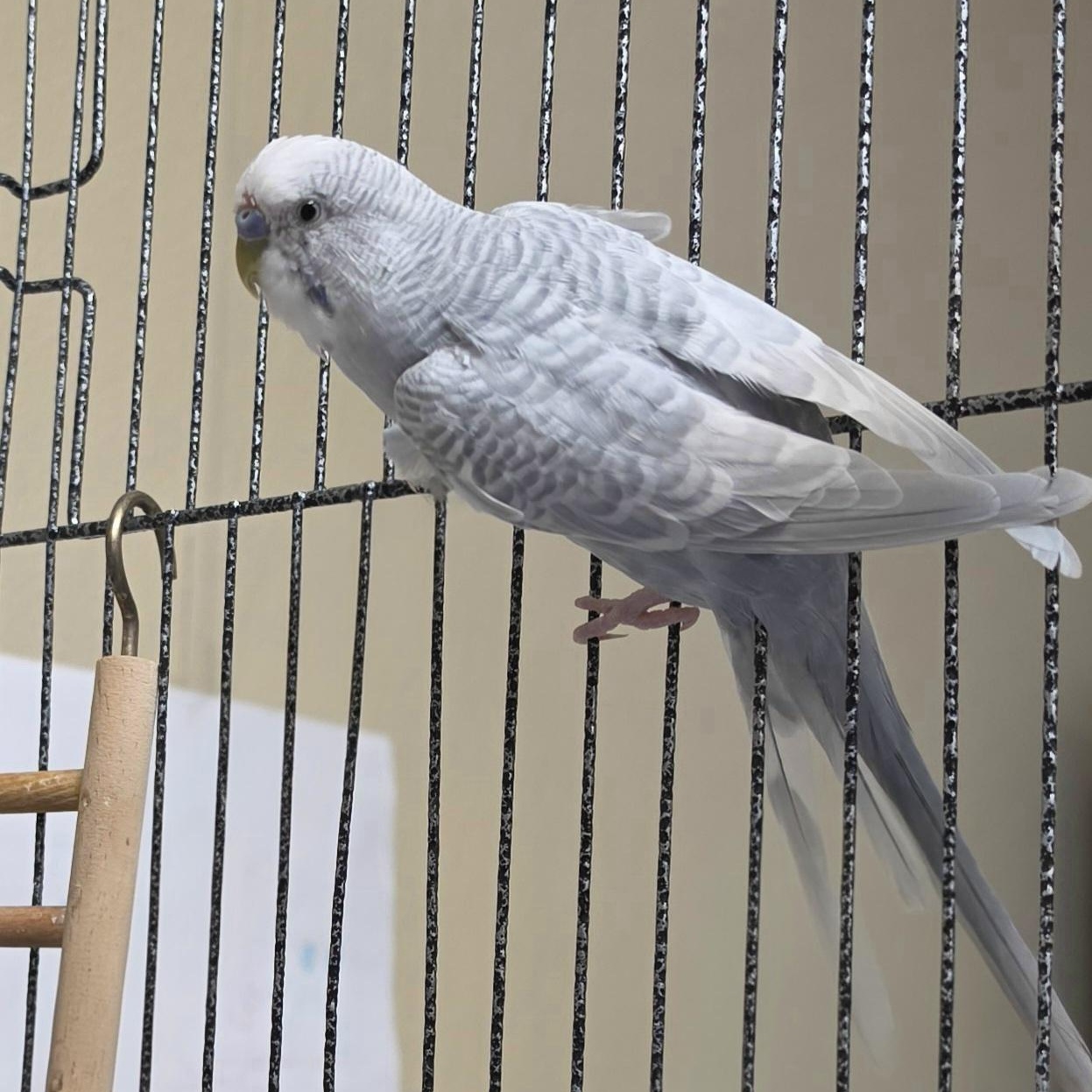 Moe, Adoptable, Adult Male Parakeet (Other).