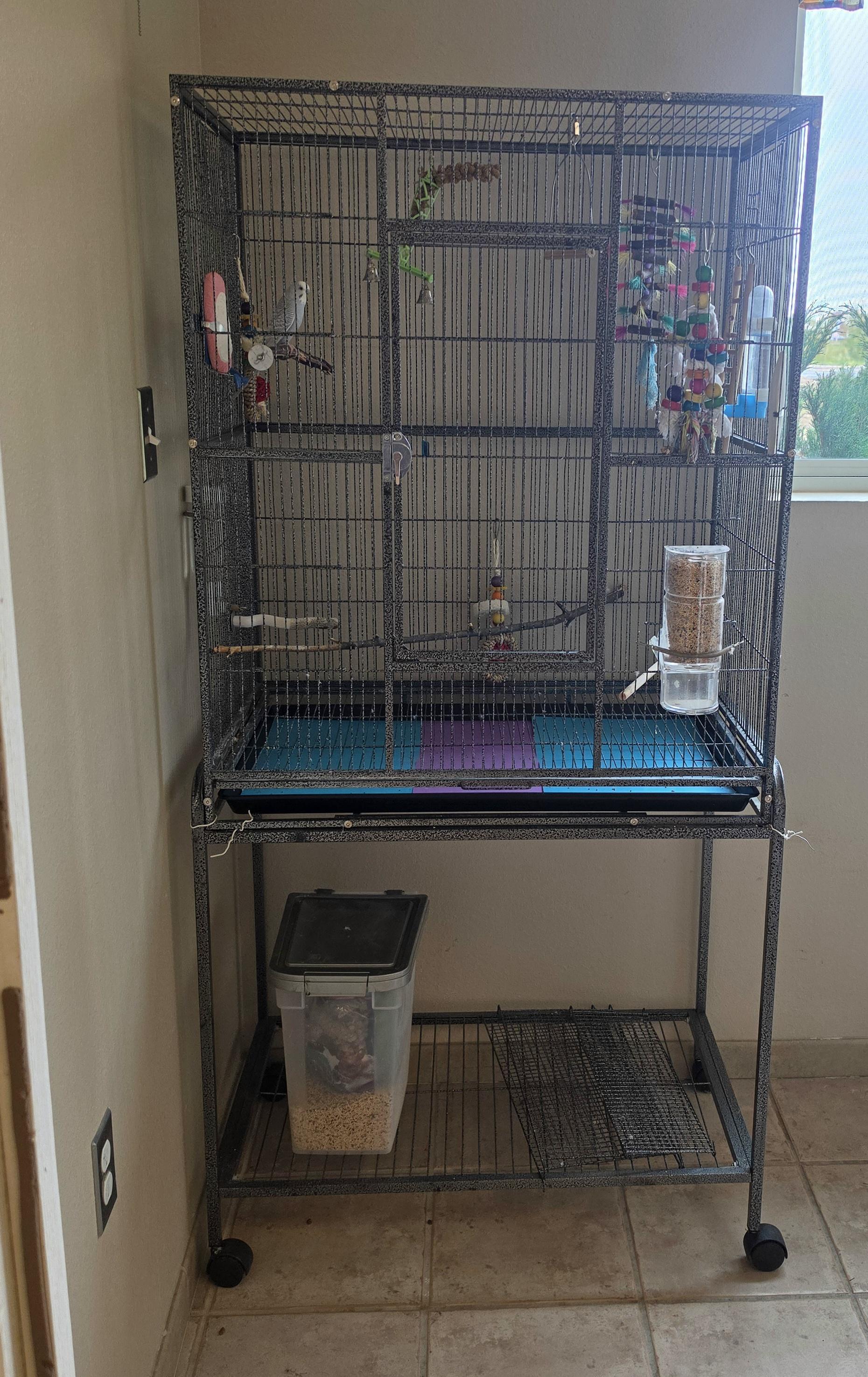 Enlarge Moe, a Adopted Parakeet (Other) in Brainerd, MN image 2/2