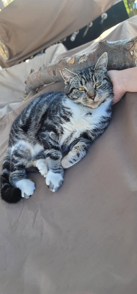 Kool Cat Mr. Stripes!