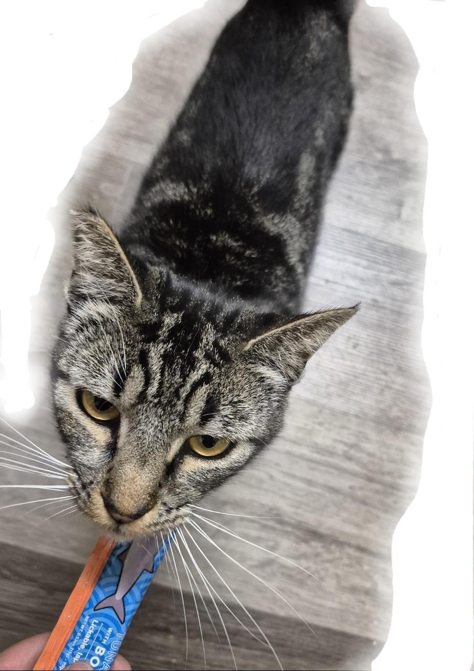 Kool Cat Mr. Stripes!