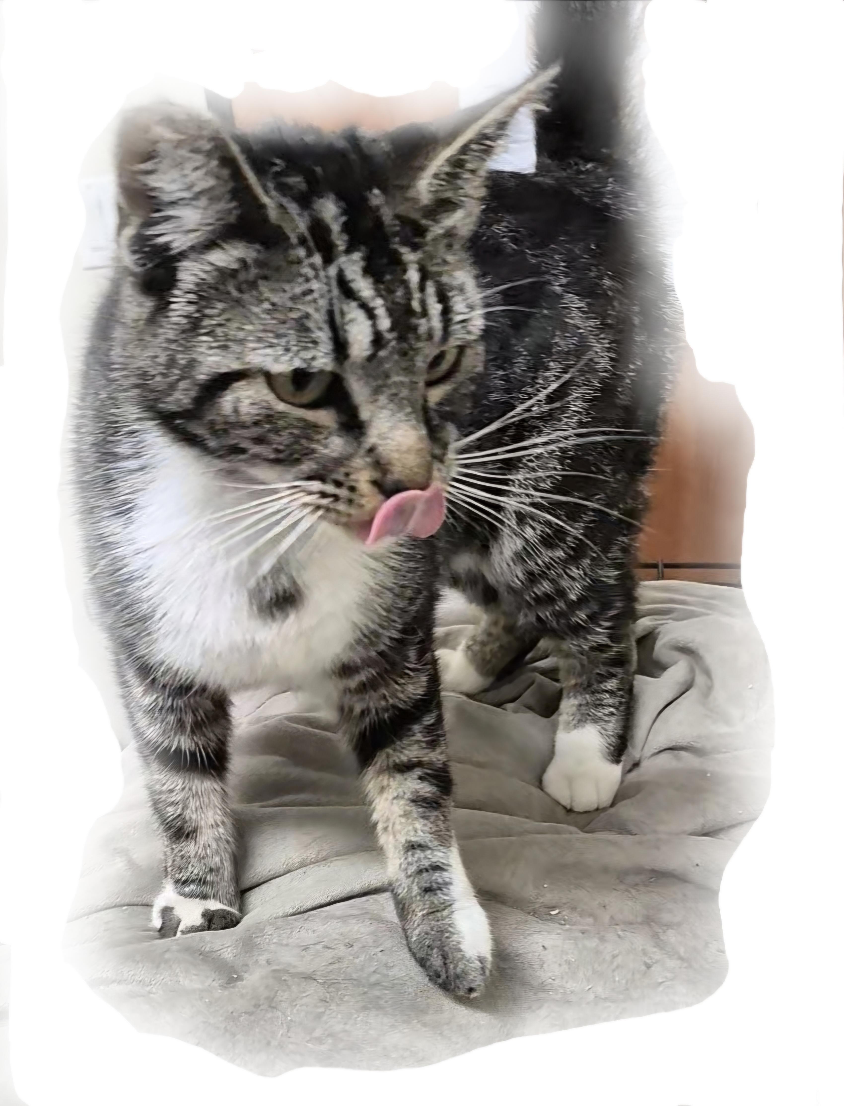 Kool Cat Mr. Stripes!