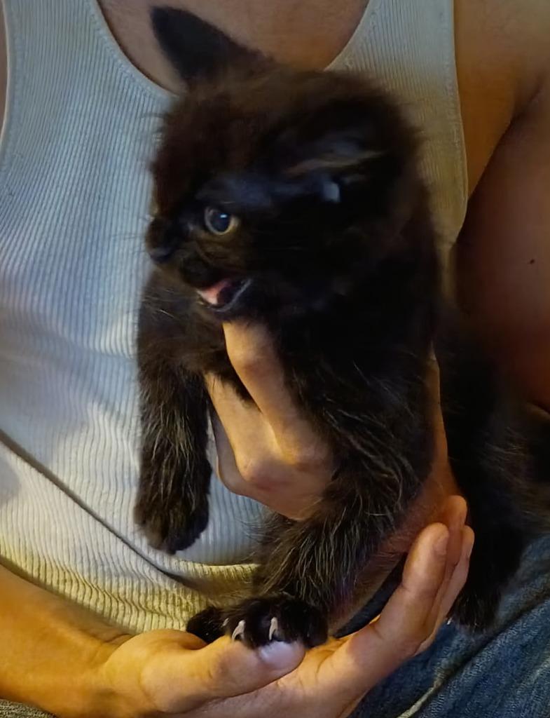 Boulder, Adopted, Kitten Male Domestic Medium Hair.