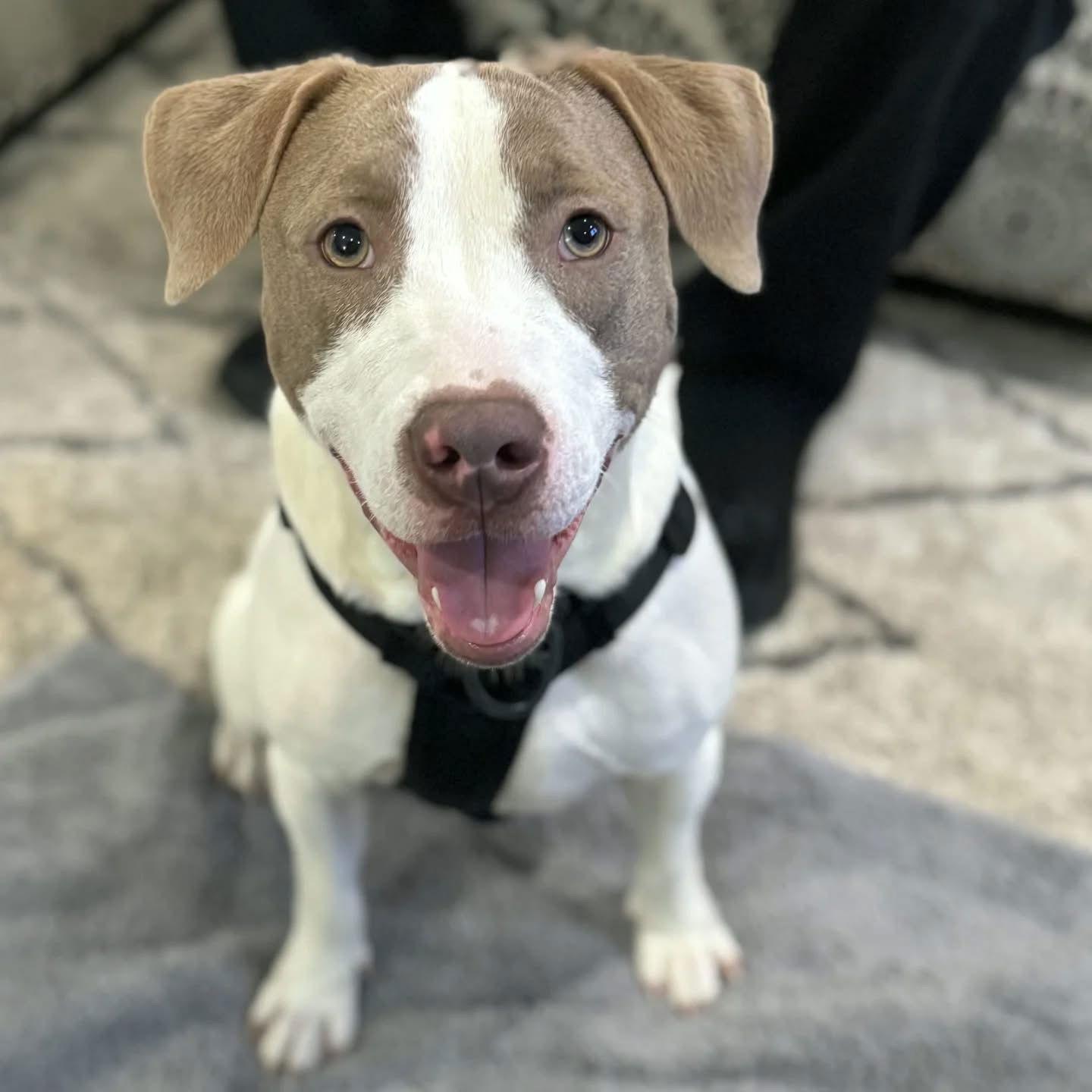 Buster, Adoptable, Young Male American Bulldog.