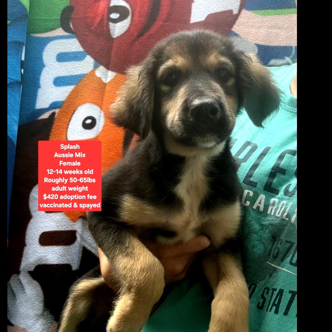Splash, ADOPTABLE, Puppy Female Australian Shepherd.