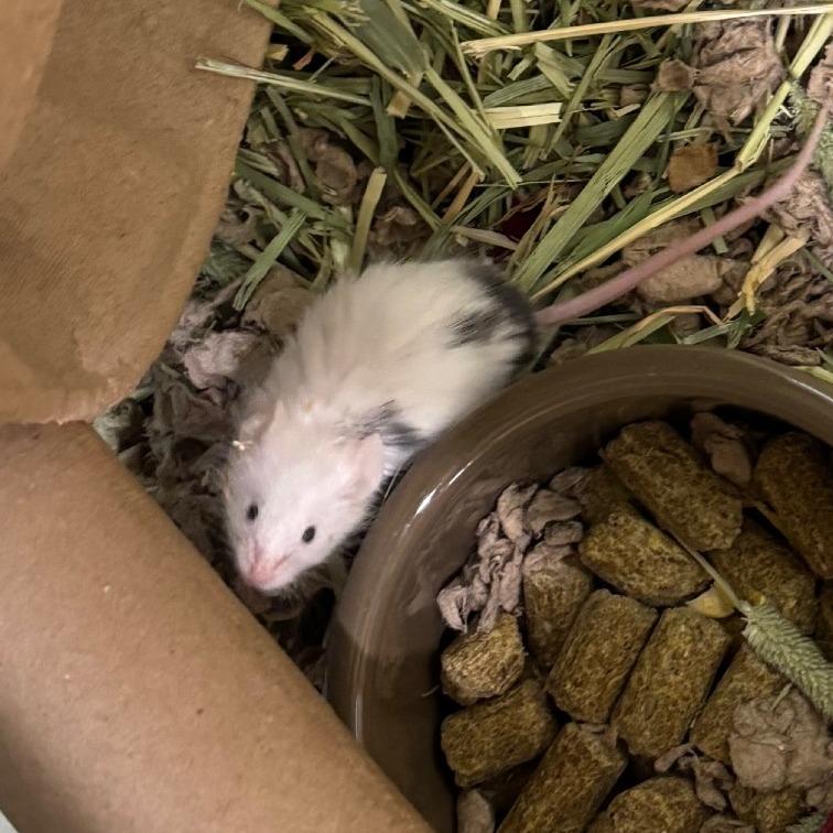 Enlarge Scallion Pancake-In Foster, a Adoptable Mouse in Springfield, MA image 1/1